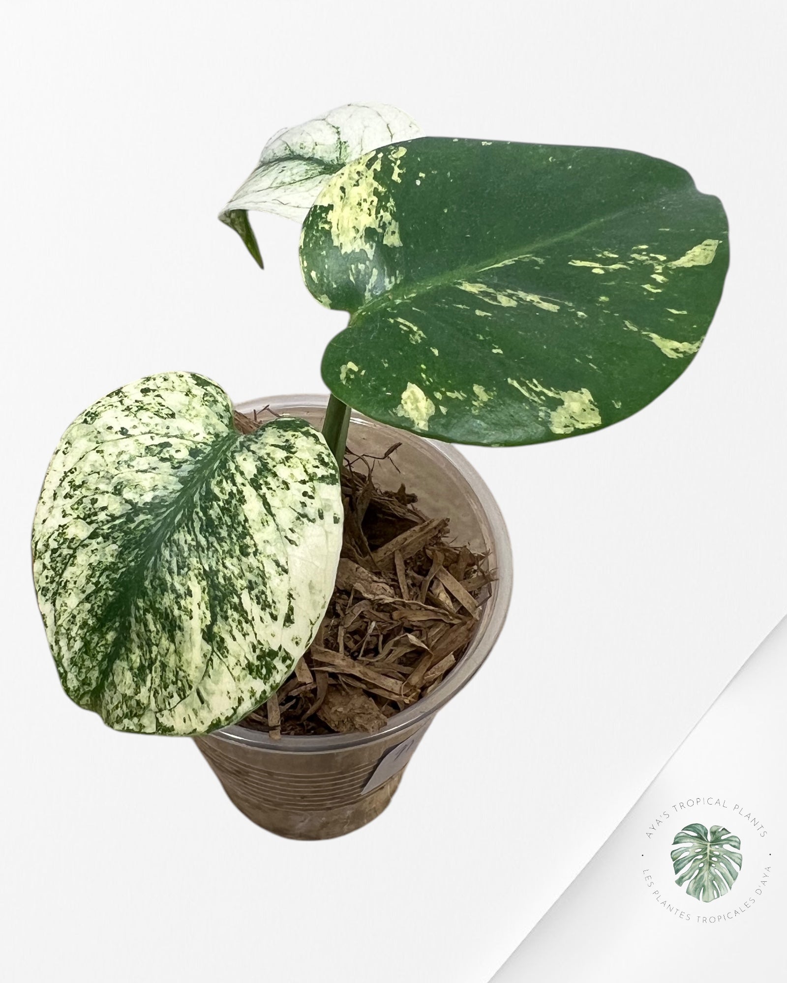 Monstera Mint-044