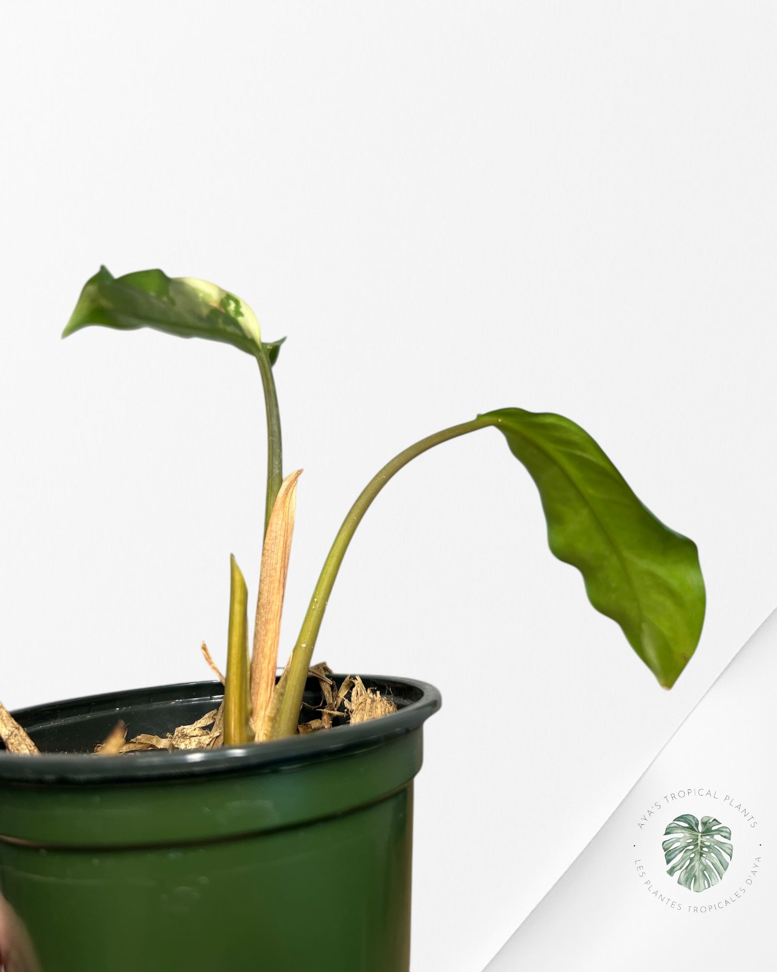 Fierté d'Aglaonema Manille - AMP50