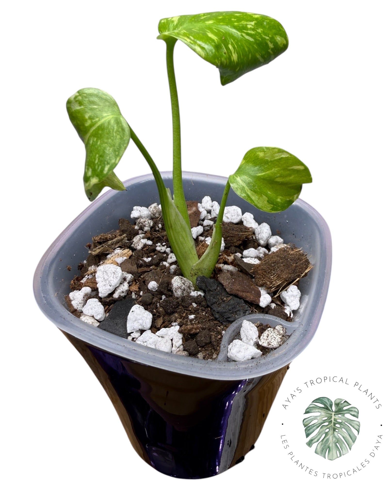 Monstera Deliciosa Électrolyte ROI