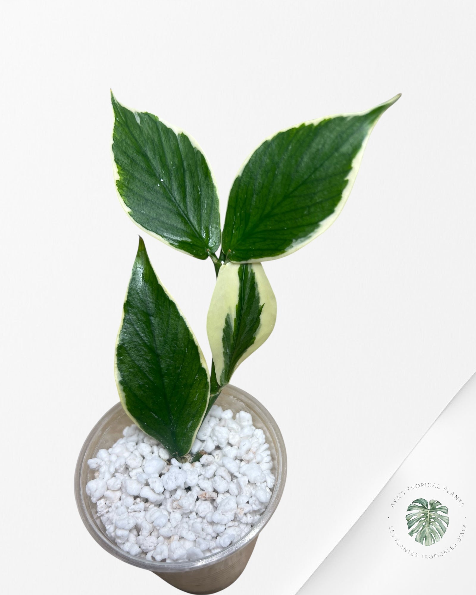 Hoya Polyneura Albo Variegated - HPB