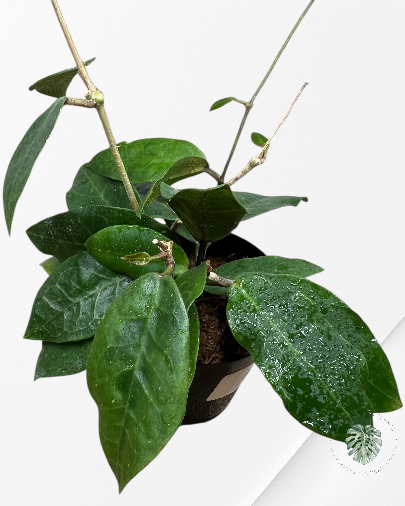 Hoya Patricia - F8