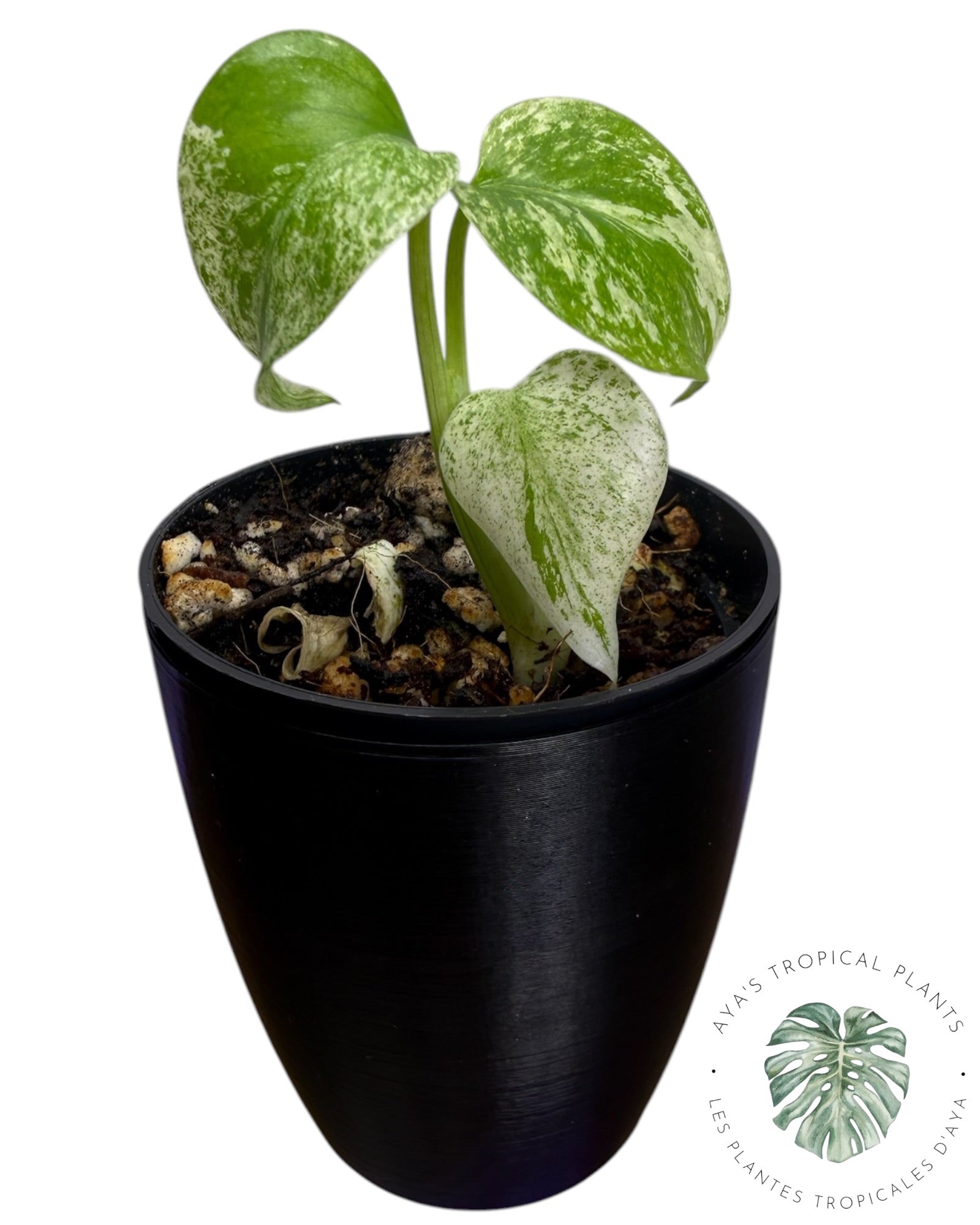 Monstera Deliciosa “Starlight”