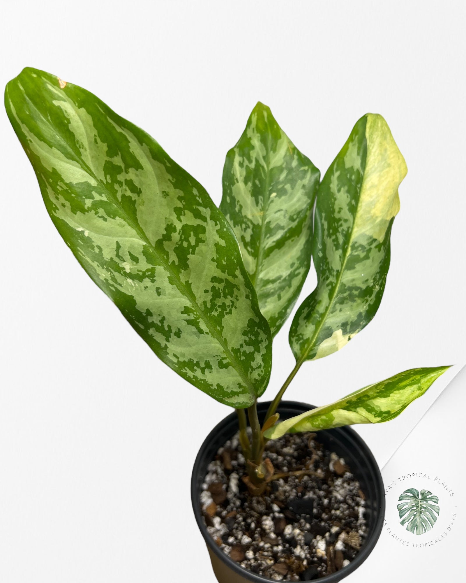 Aglaonema Manille Fierté - AMP200