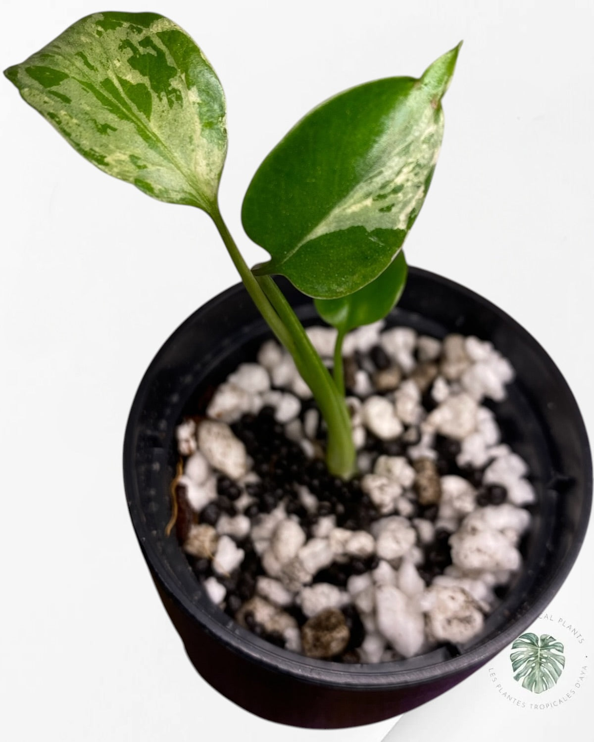 Monstera Deliciosa Bulbasaur