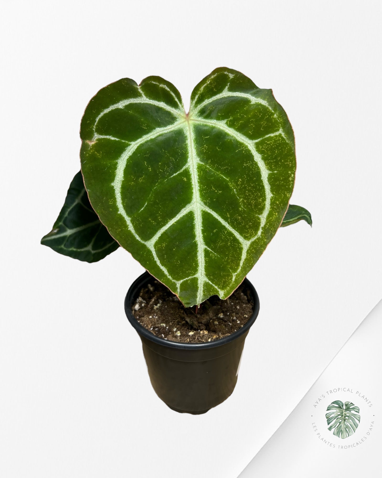 Anthurium Crystallinum Hope X Magnificum - A4