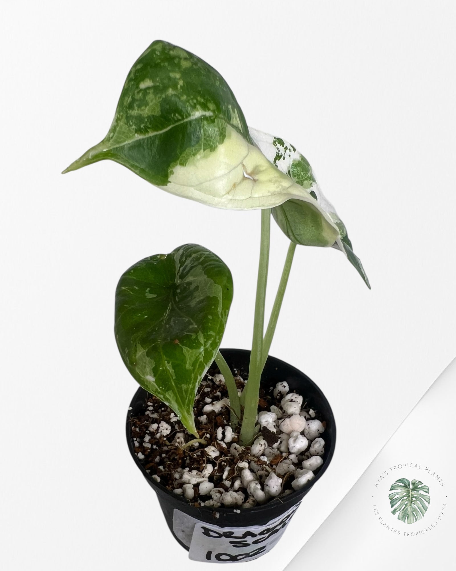 Alocasia Dragon Scale Variegated Albo ( Grade A) - 1002