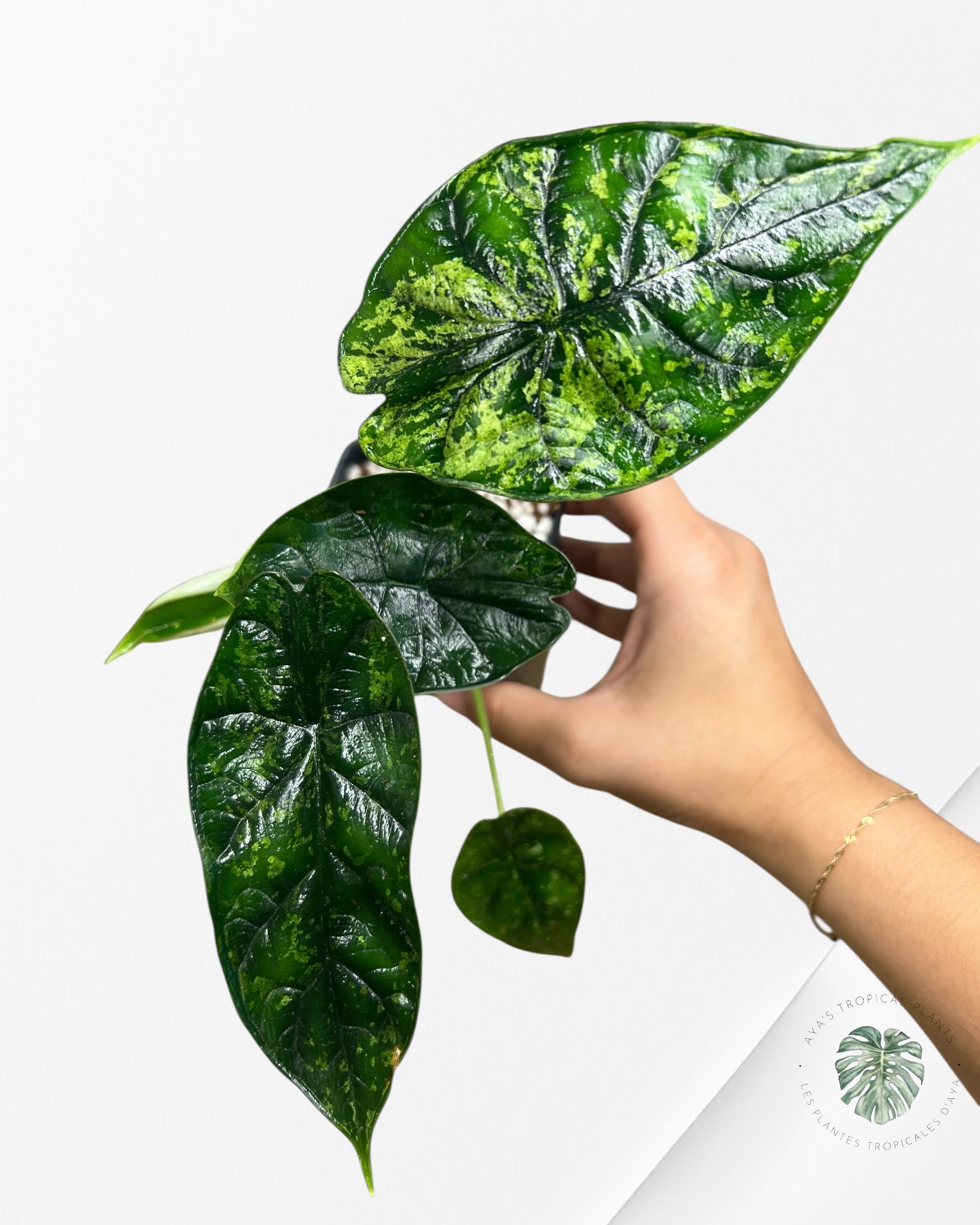 Alocasia Dragon Scale Mint - 91