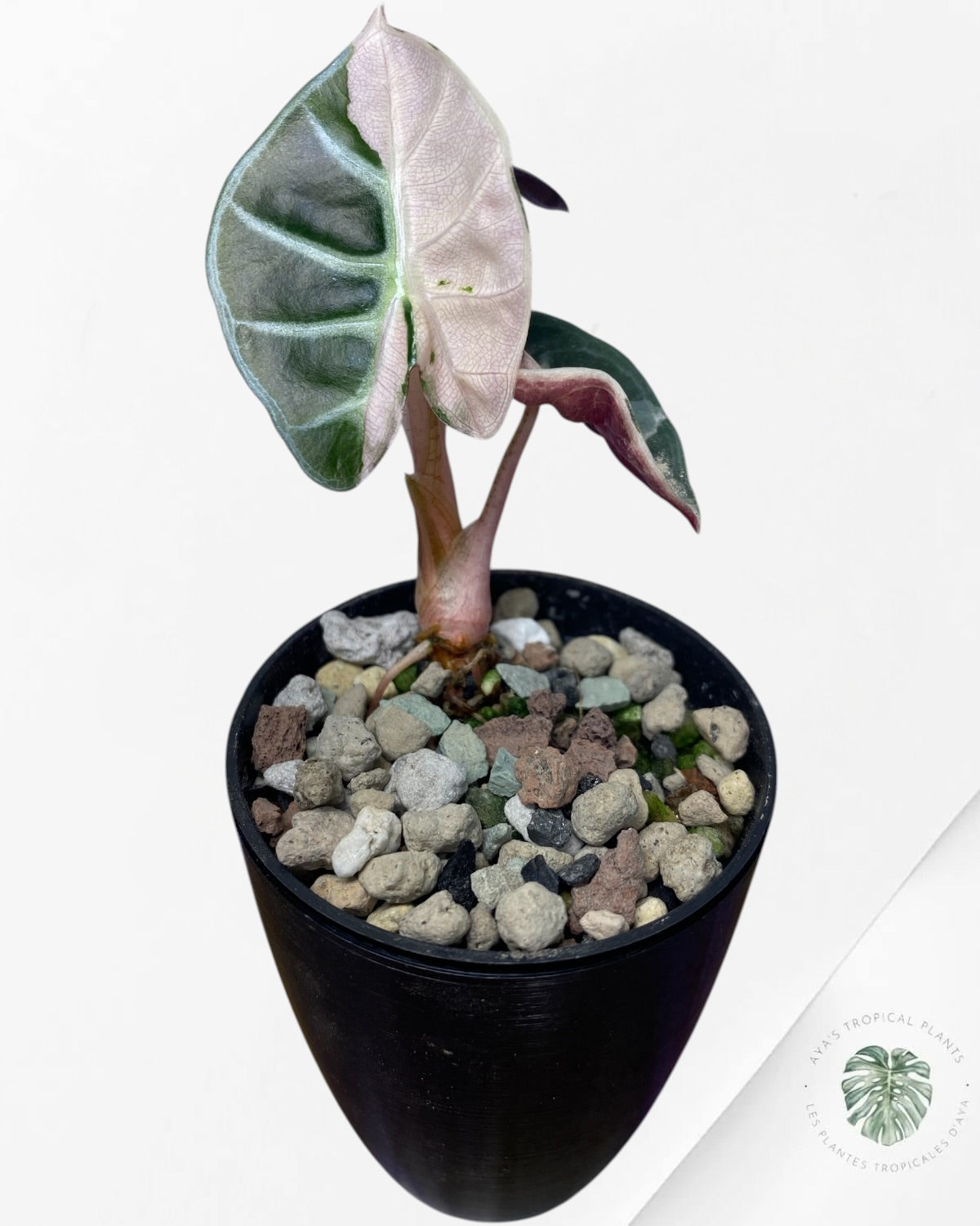 Alocasia Cœur Ballonet Rose panaché