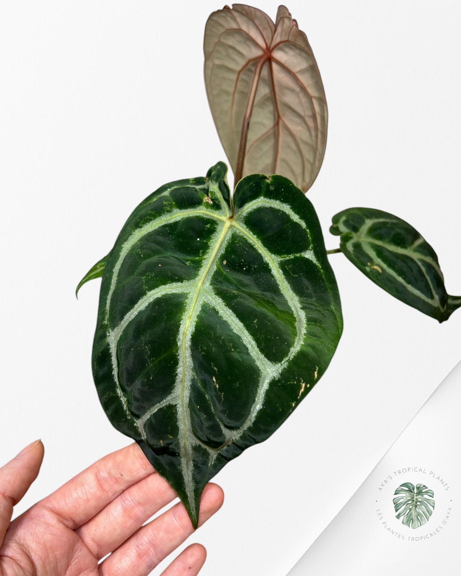 Anthurium Michelle - SA6