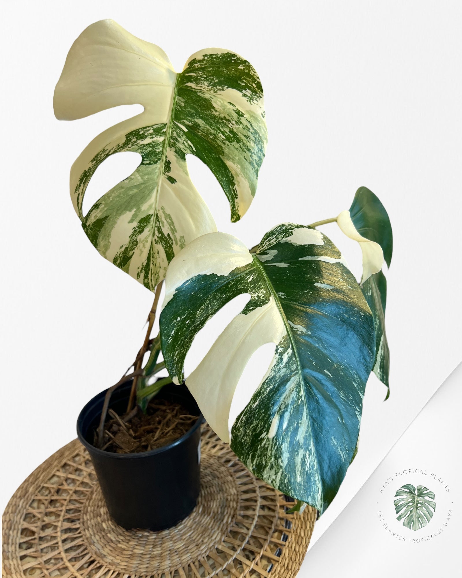 Monstera Albo - A2