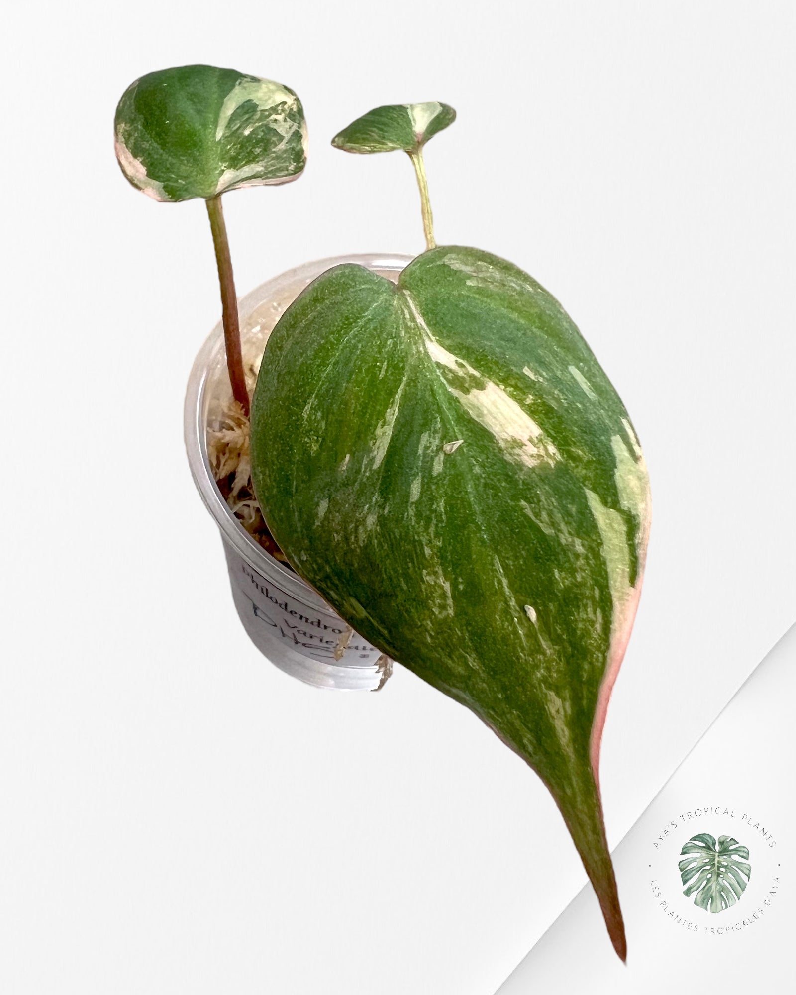 Philodendron Micans Variegated-PH5