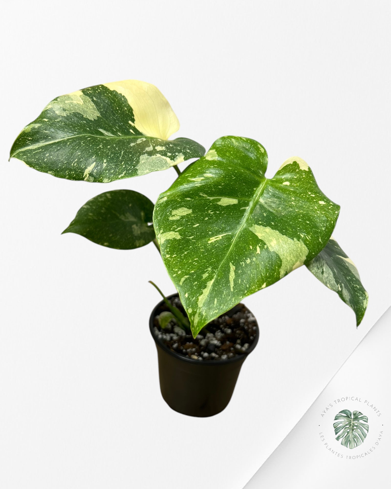 Monstera Thai Constellation-MTC9