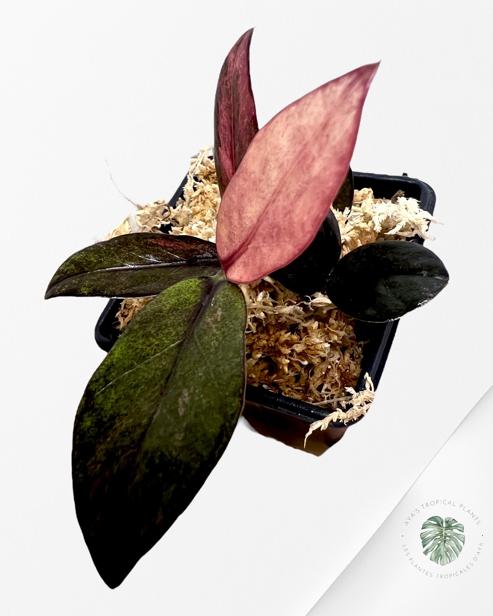 Zamioculcas Raven ZZ Pink Variegated-JA3