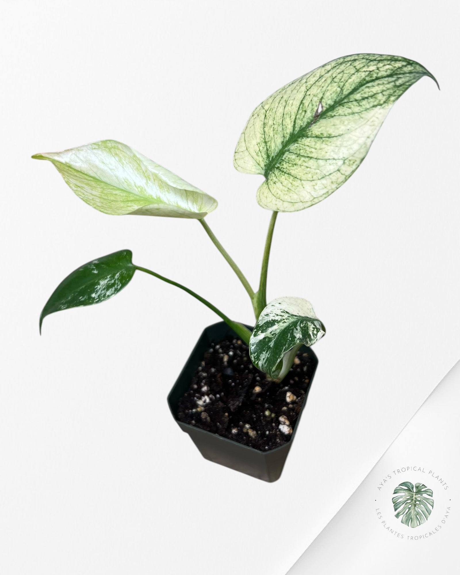 Monstera White Monster - SA6