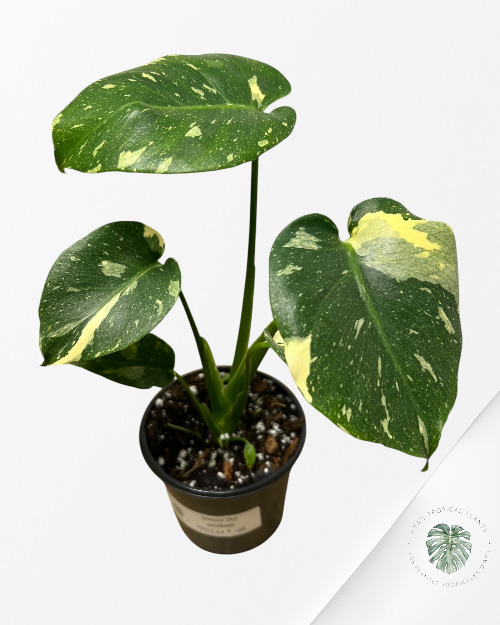 Monstera Thai Constellation-MTC11