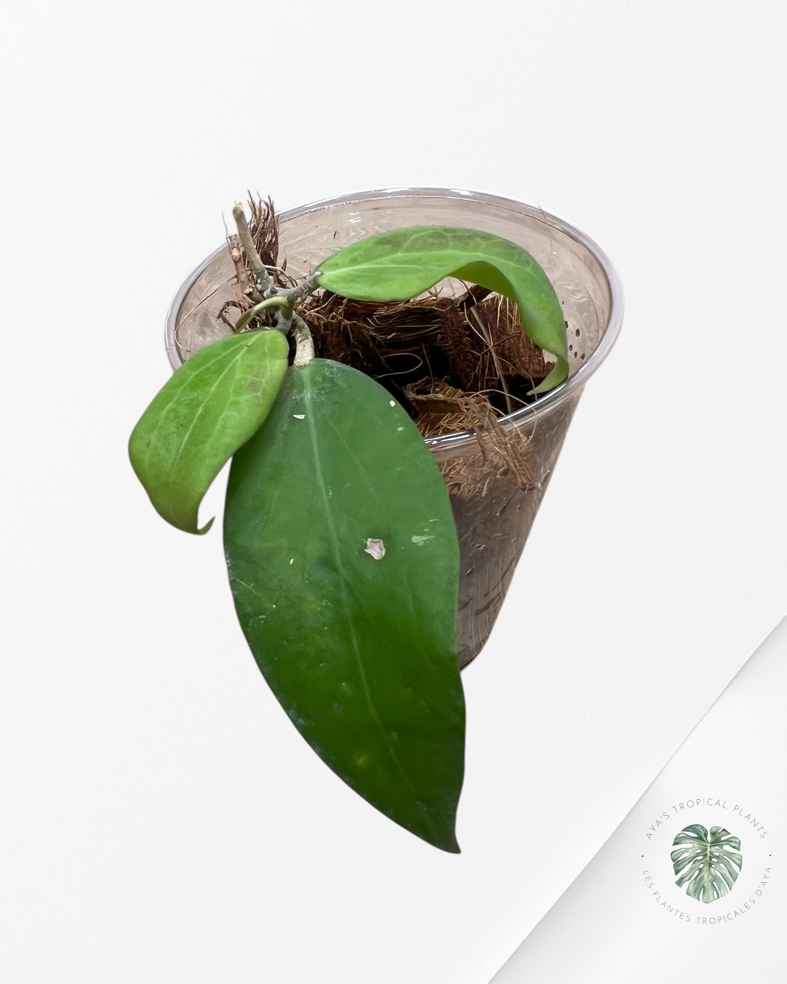 Hoya Cutis Porcelana -C2