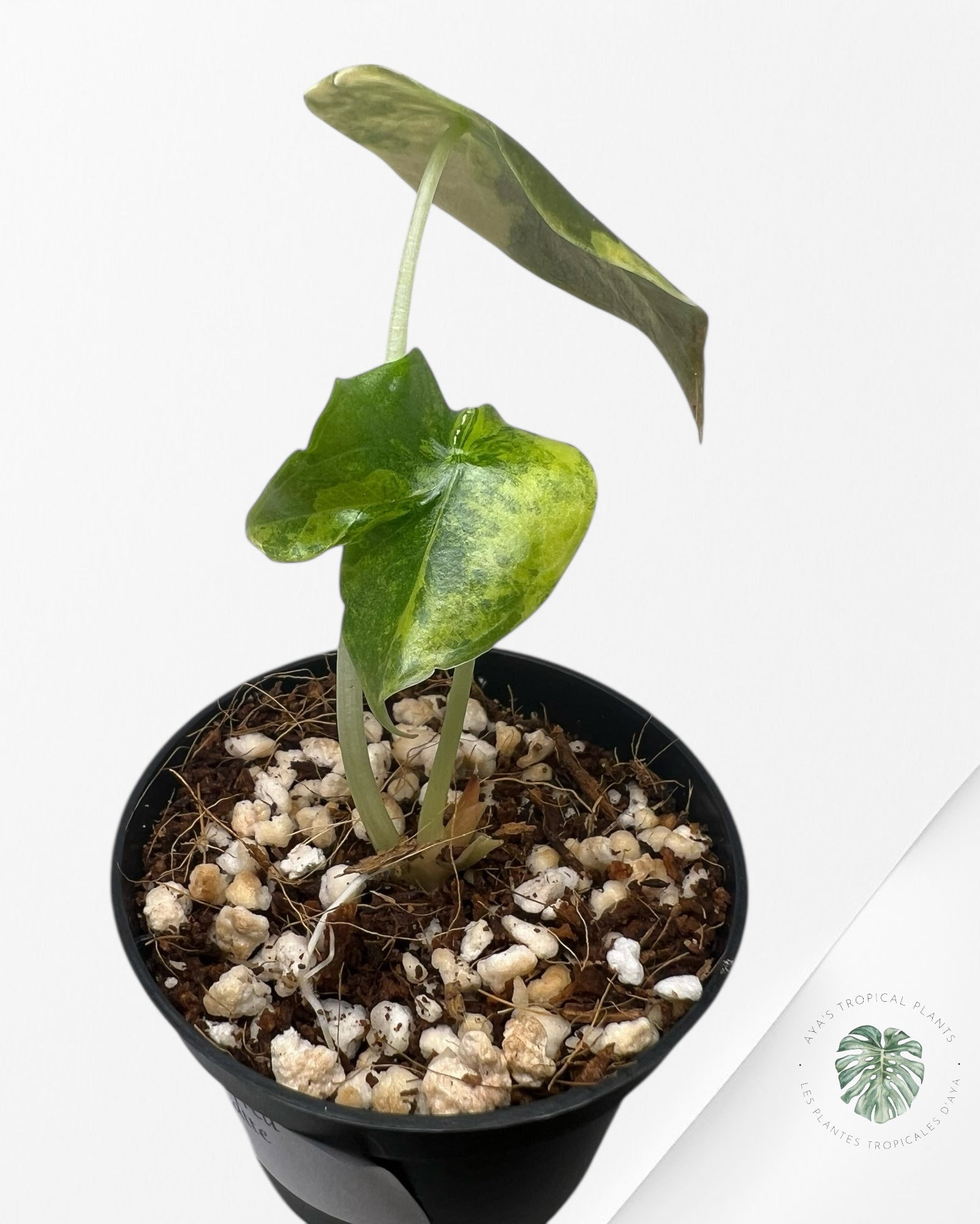 Alocasia Cuprea Golden Latte - 01