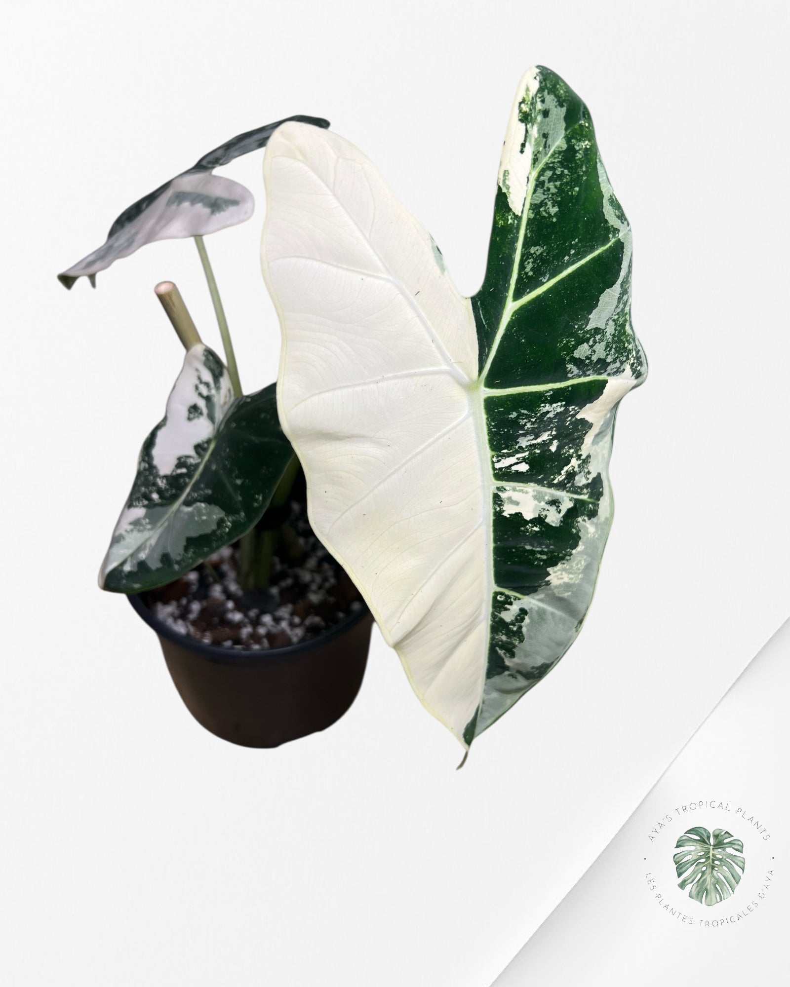 Alocasia Frydek Panaché - 97