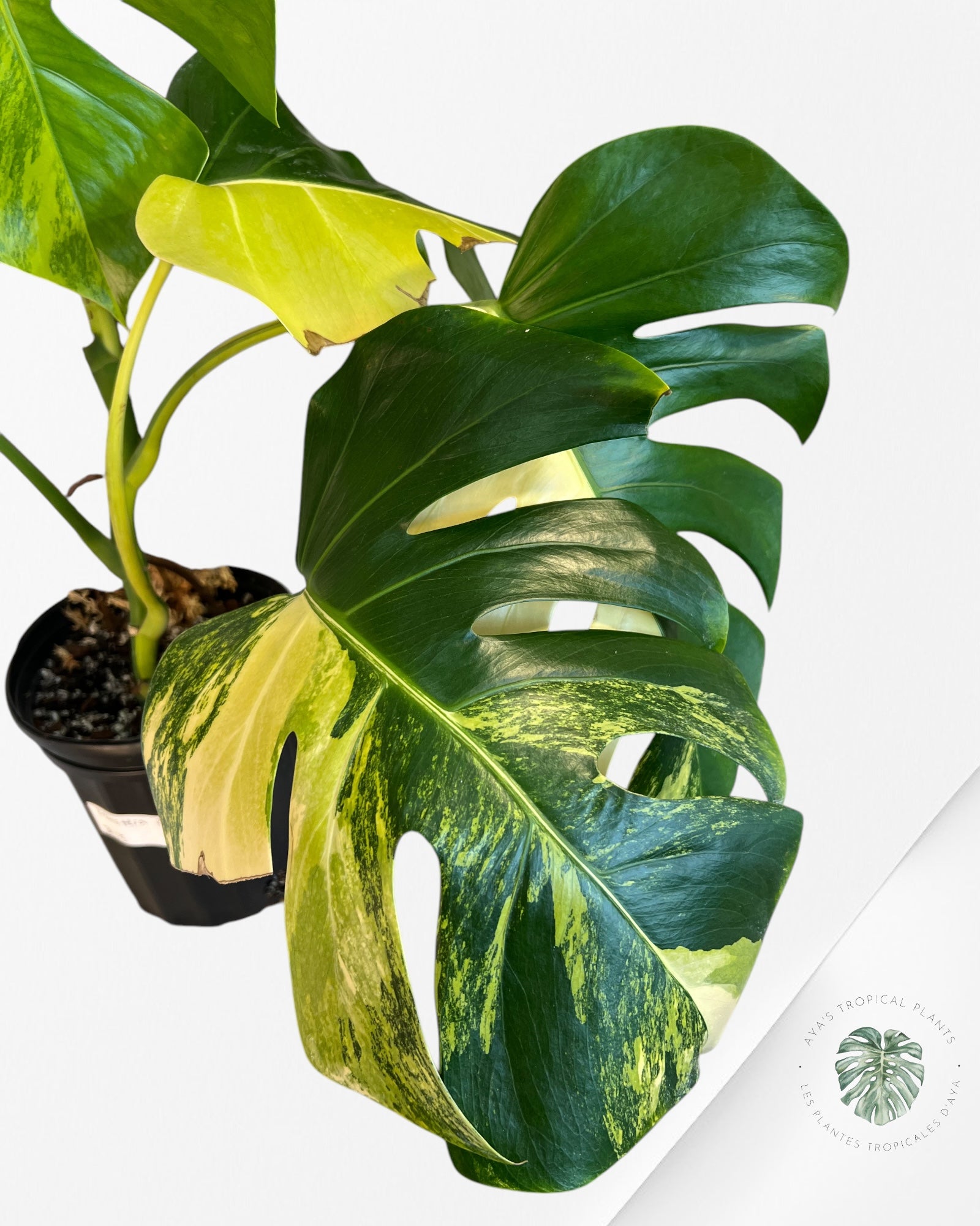 Monstera Aurea -JA13