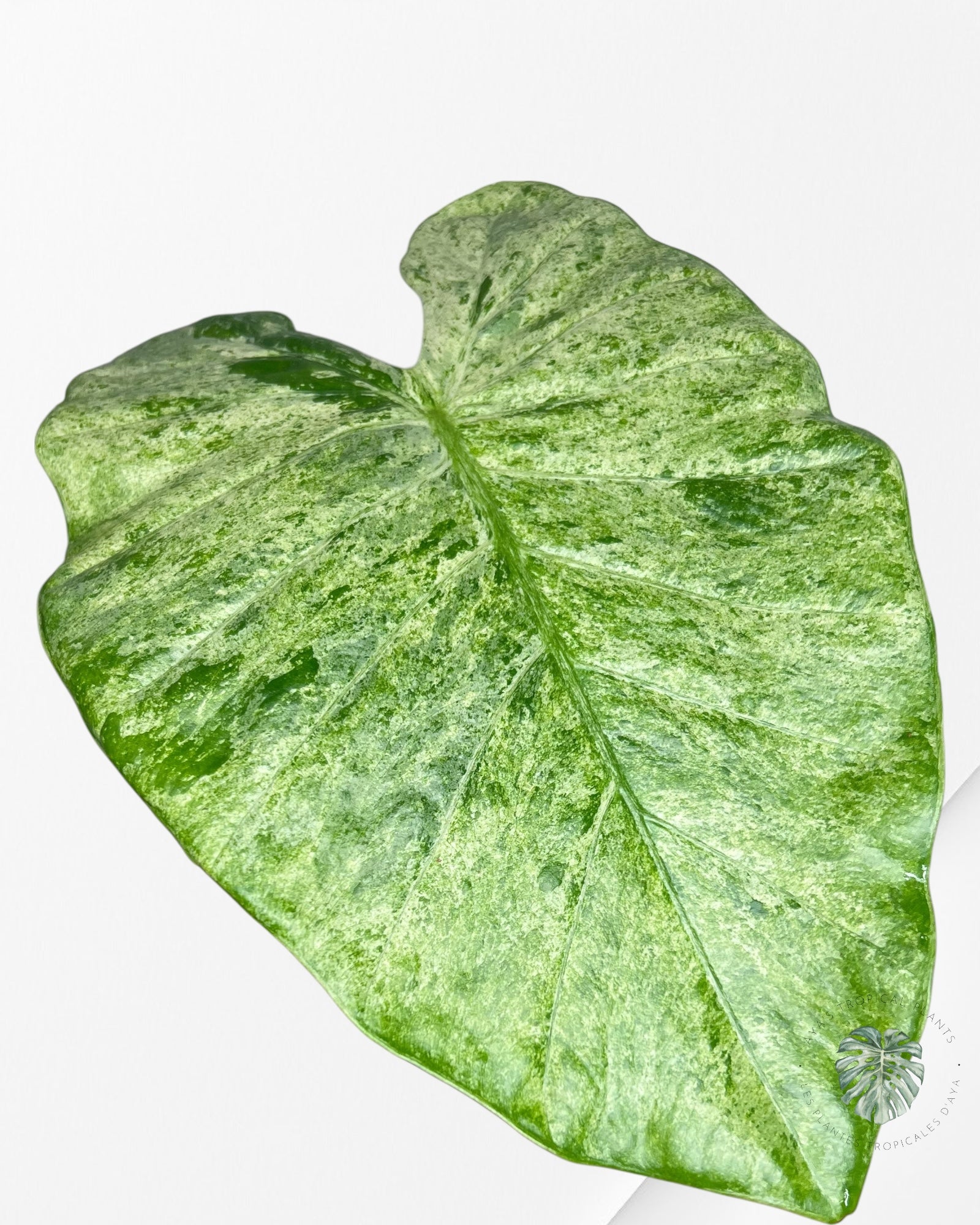 Alocasia Macrorrhiza Splash -SPC