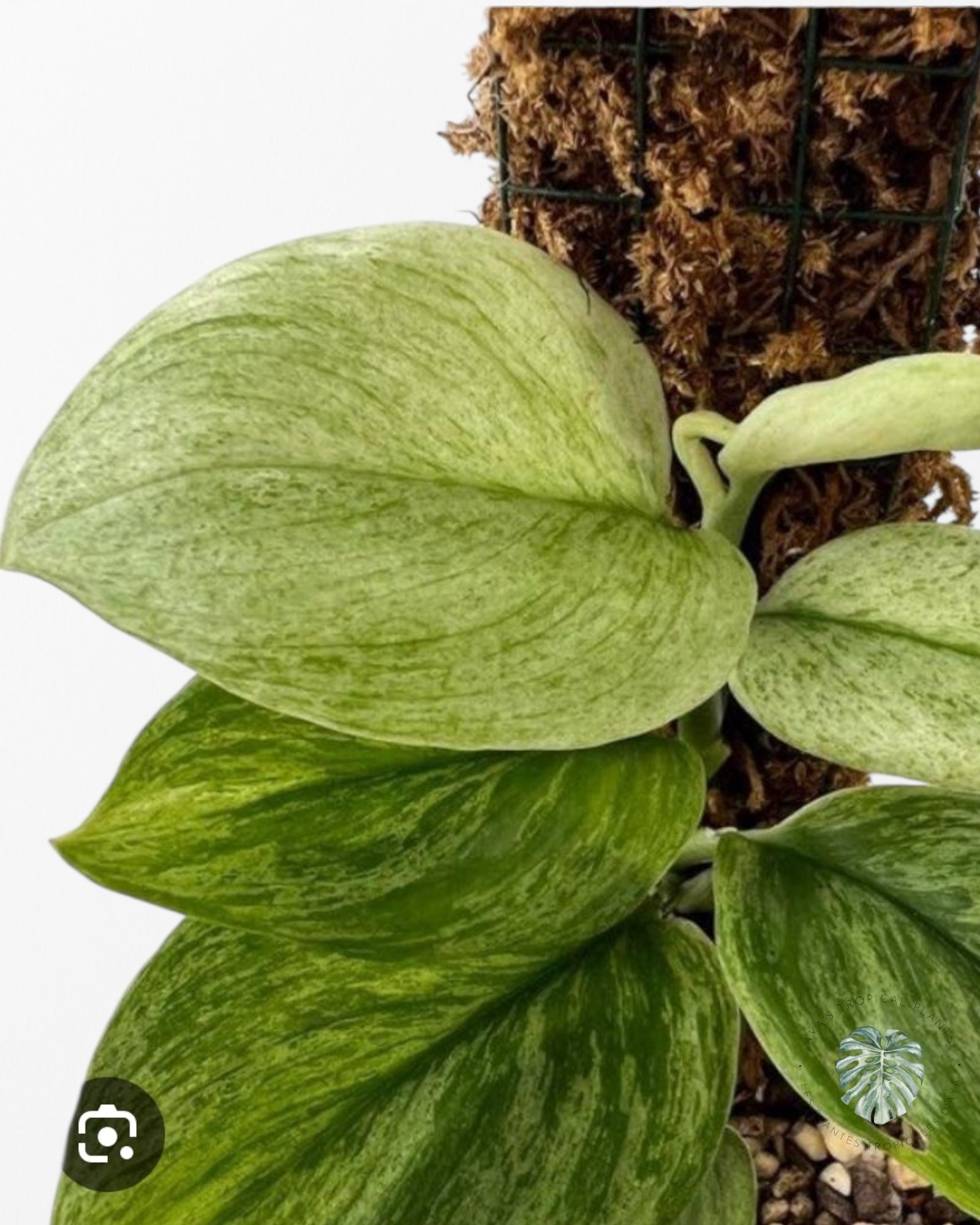 Scindapsus Treubii Menthe blanche au clair de lune - 0