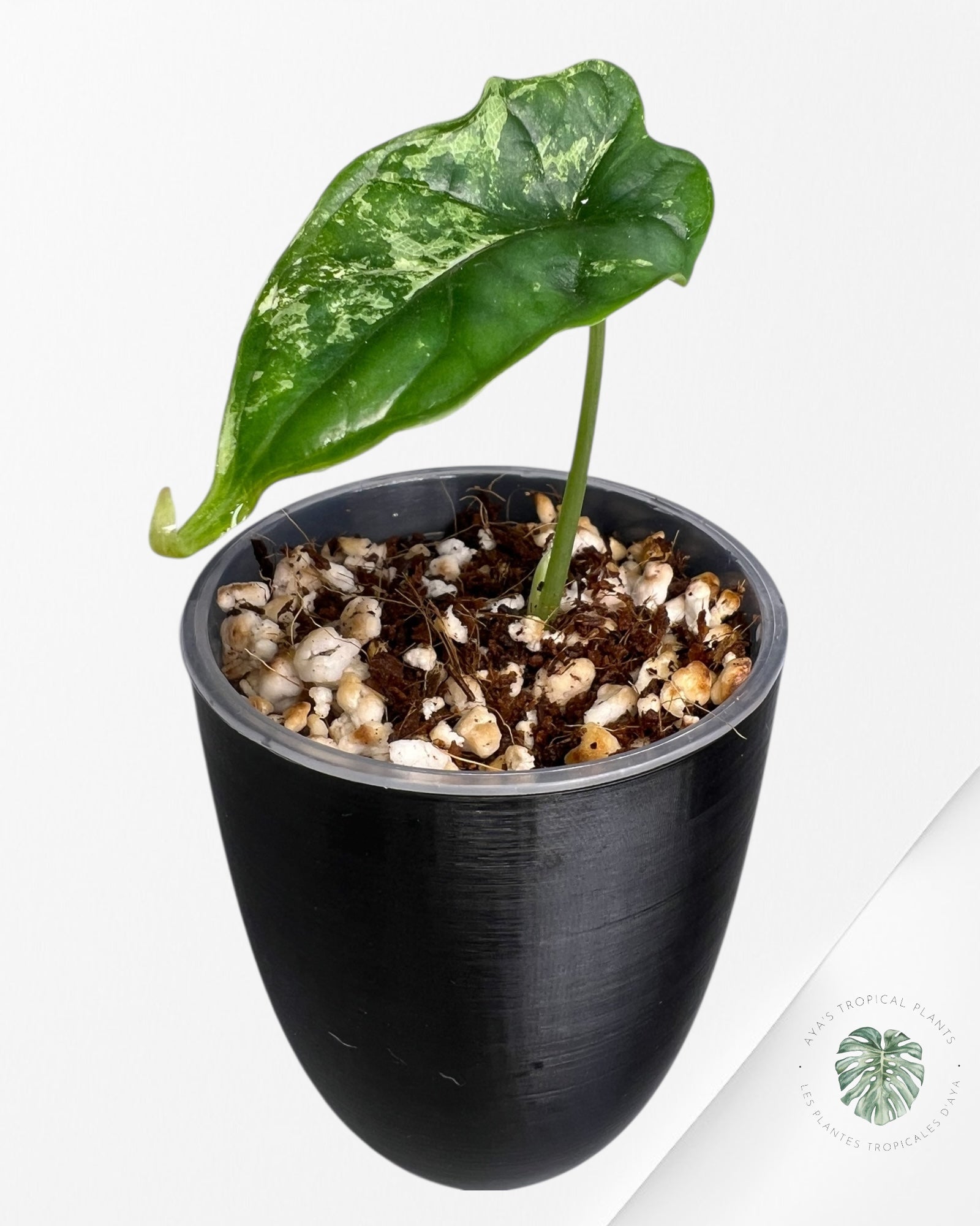 Alocasia Dragon Scale Aurea Variegated