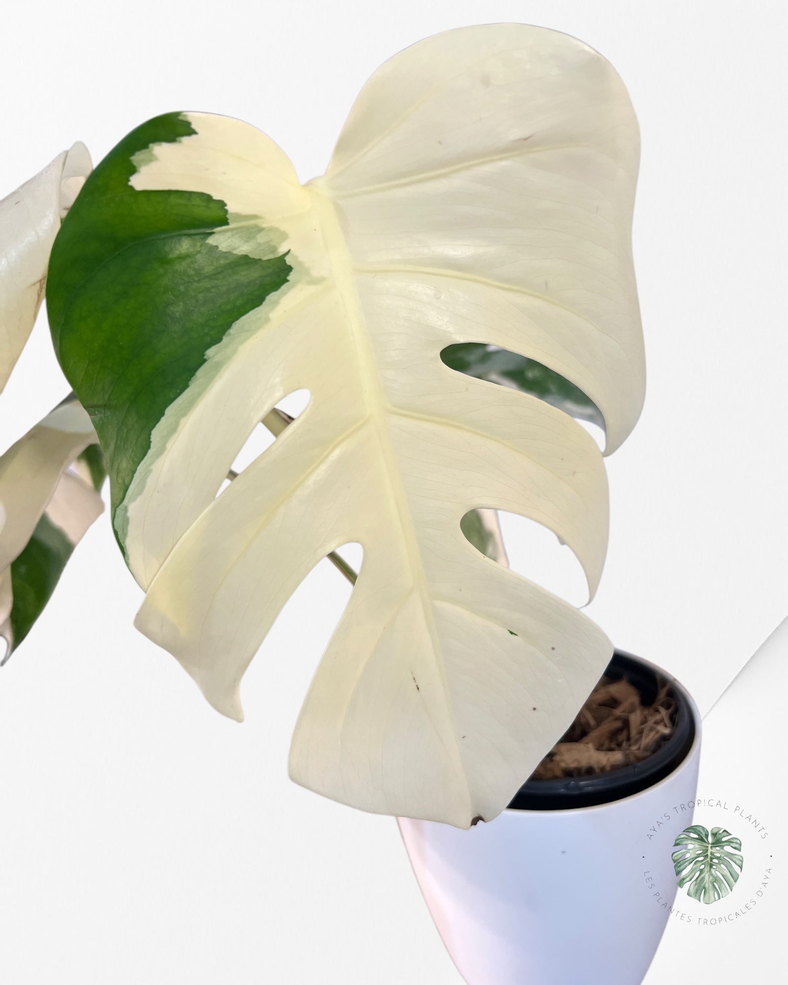 Monstera Borsigiana Albo-JA24