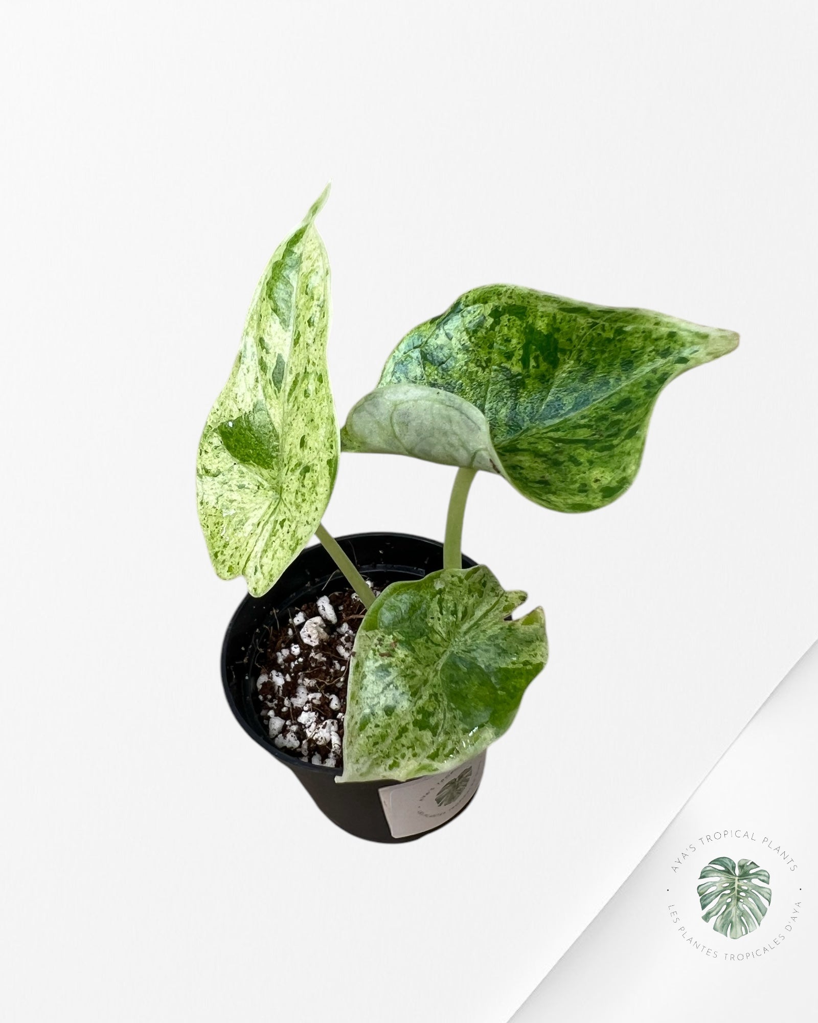 Alocasia Dragon Scale Mint - T4