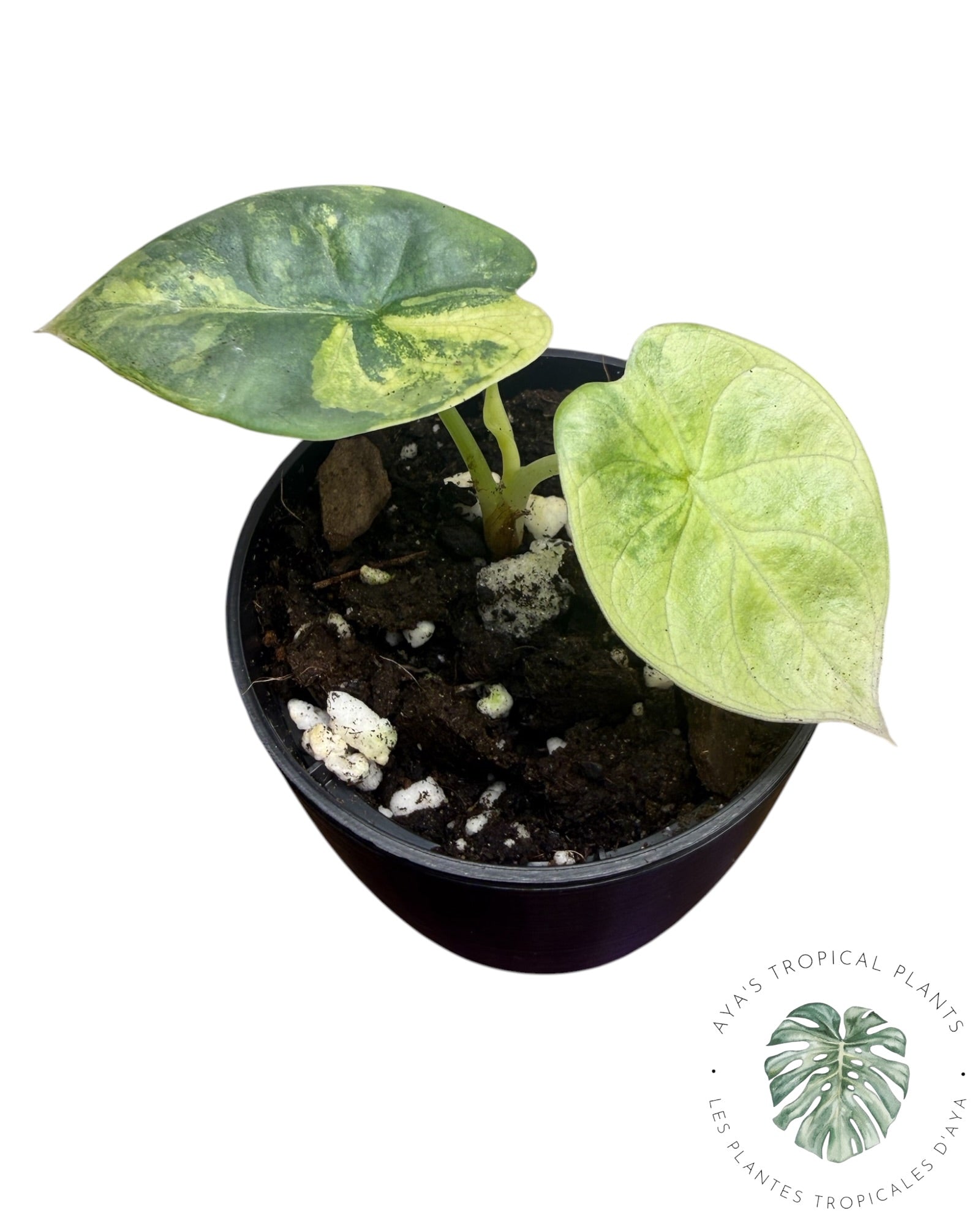 Alocasia Silver Dragon Aurea Variegated
