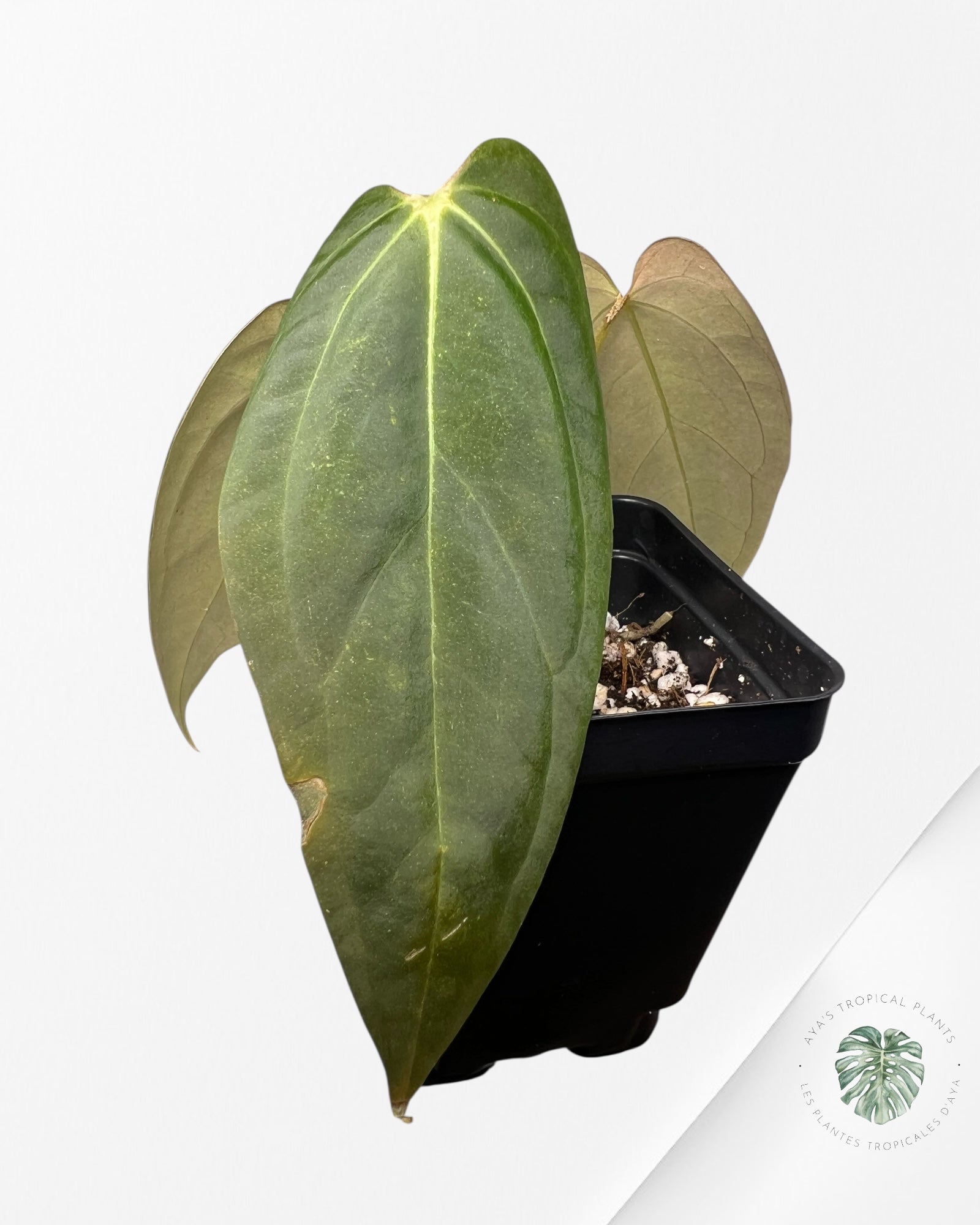 Anthurium Papillilaminum - AP5