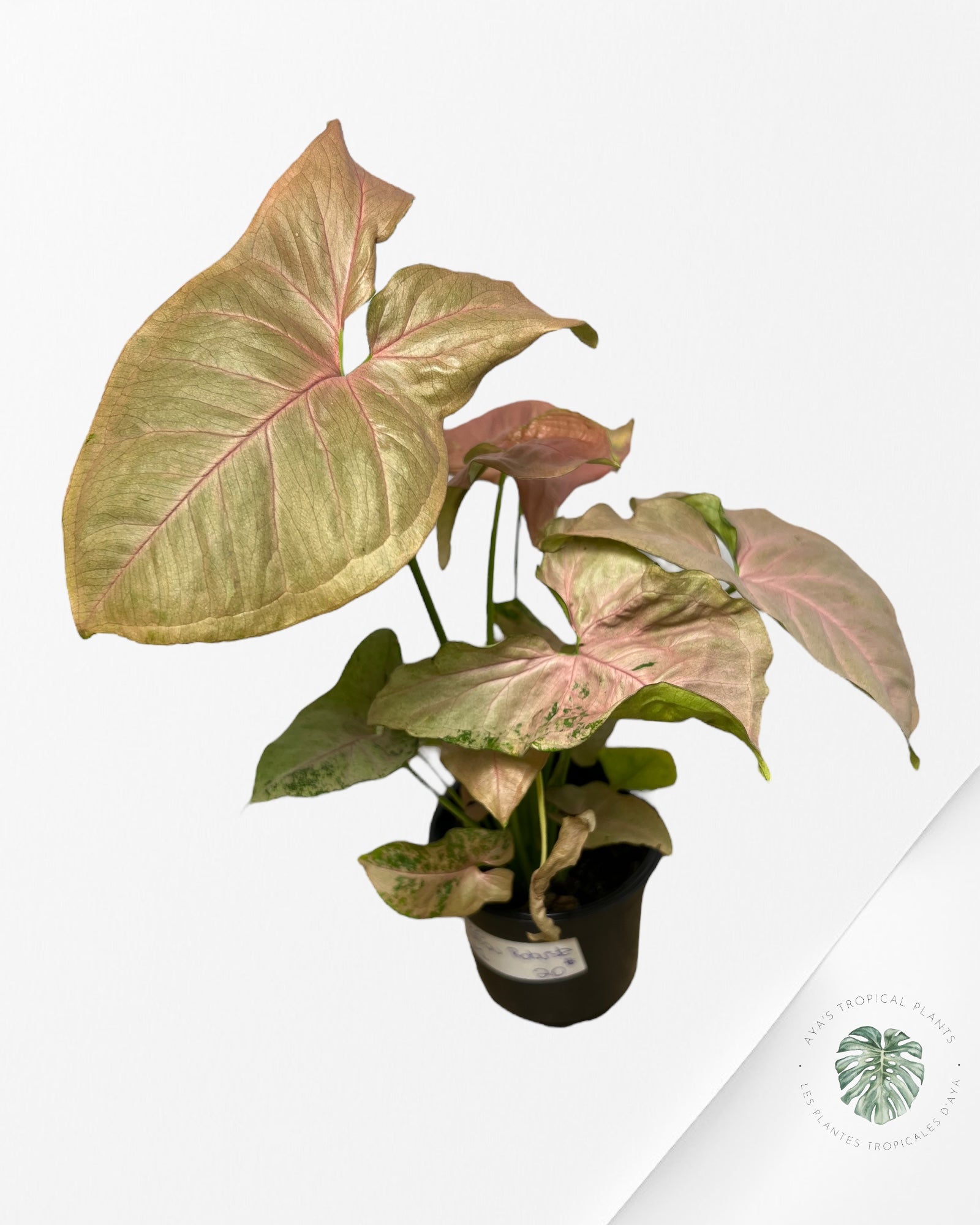 Syngonium Néon Robusta - A1