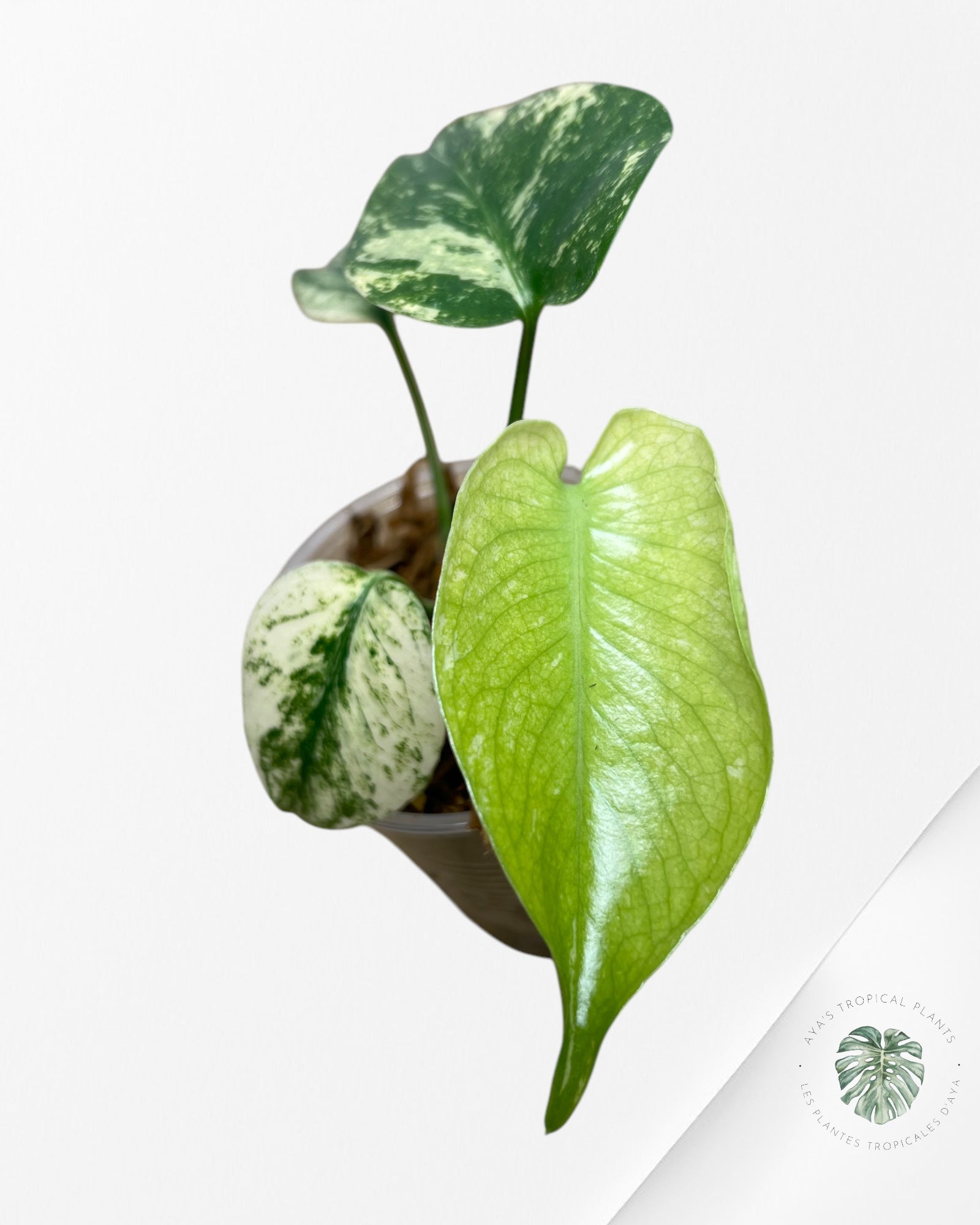 Monstera Menthe -01