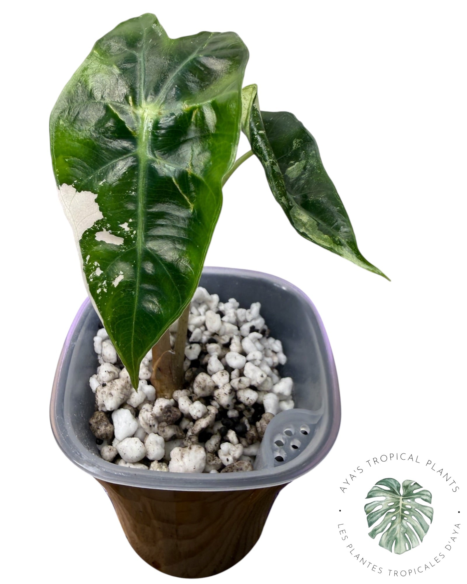 Alocasia Polly Flocon de neige rose