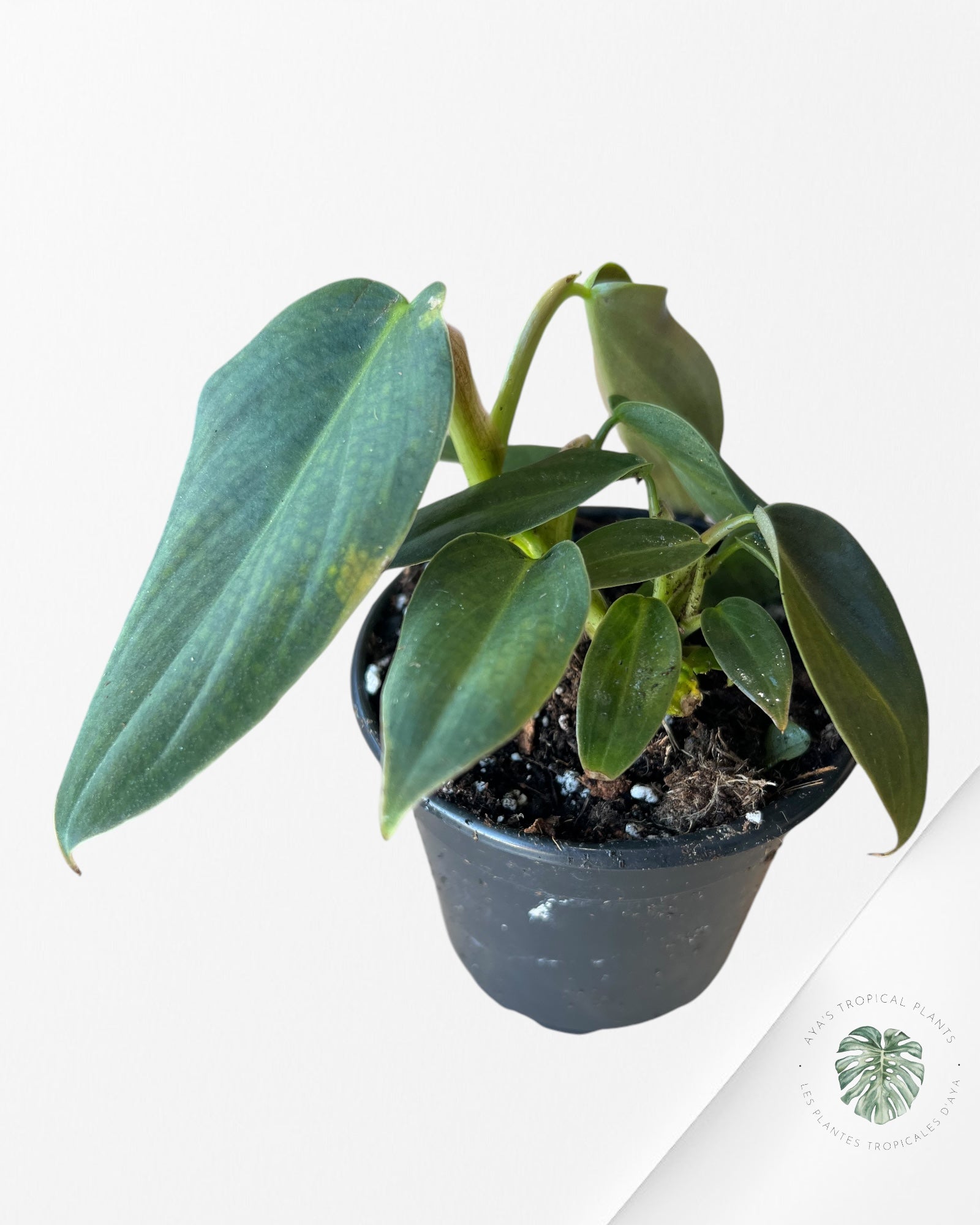 Philodendron Gigas-A