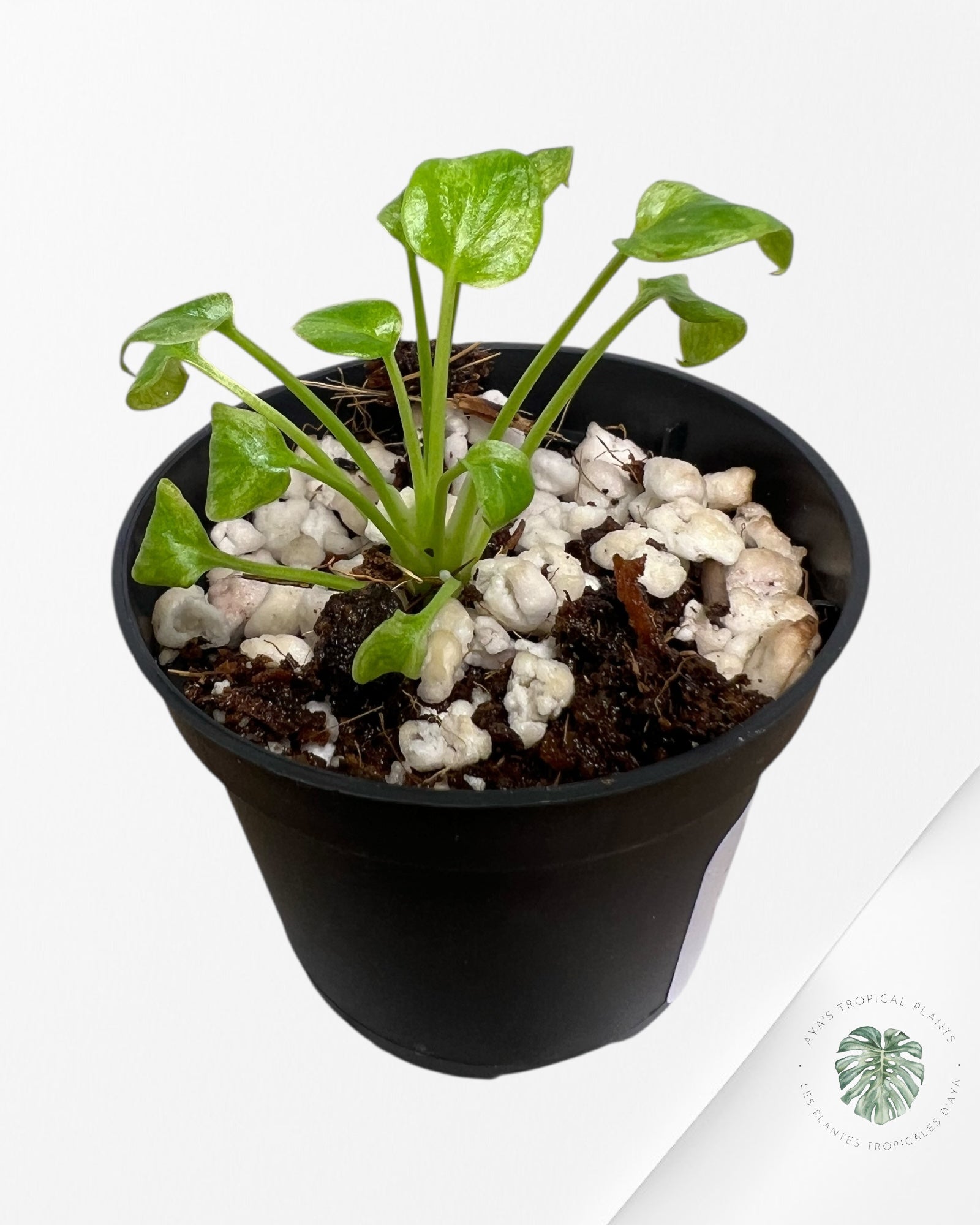 Philodendron Xanadu Variegated - TC3