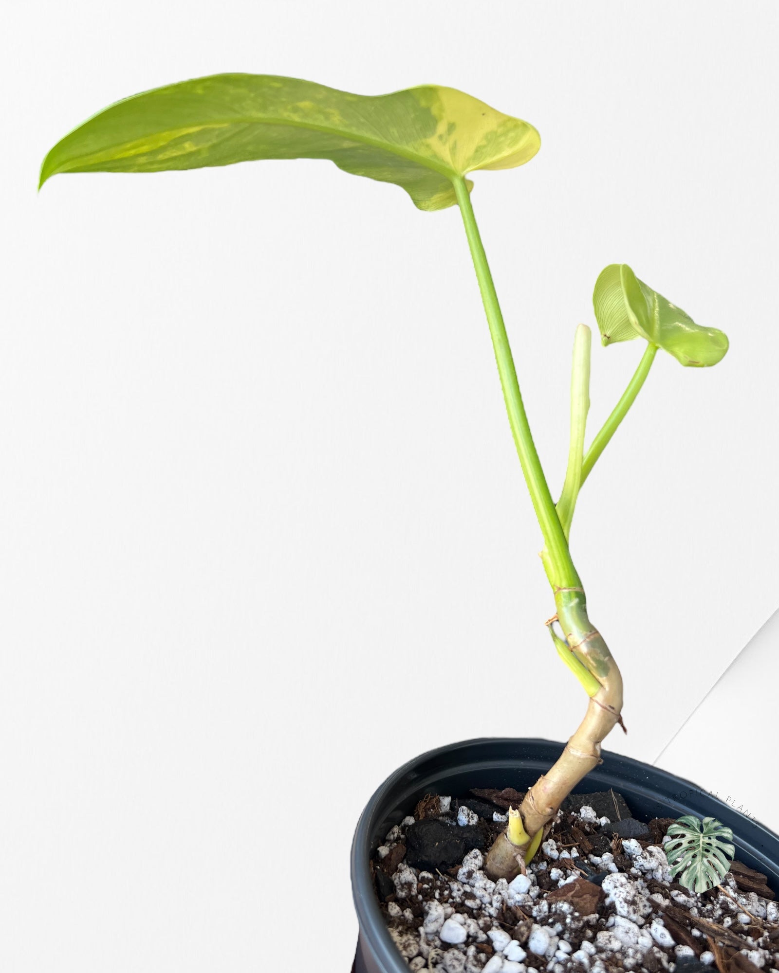 Philodendron violon vg - A