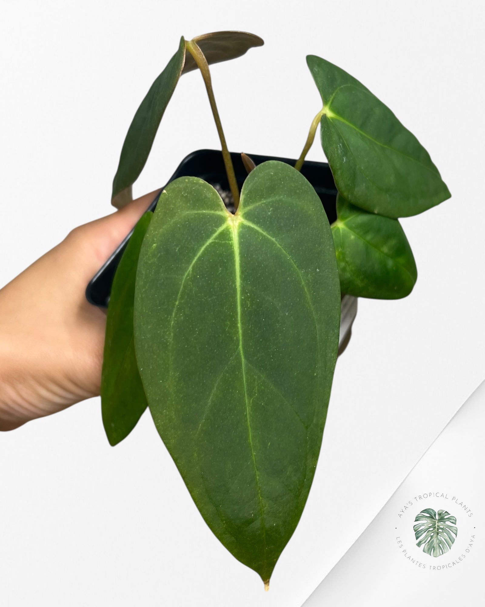 Anthurium papillilaminum - AP5