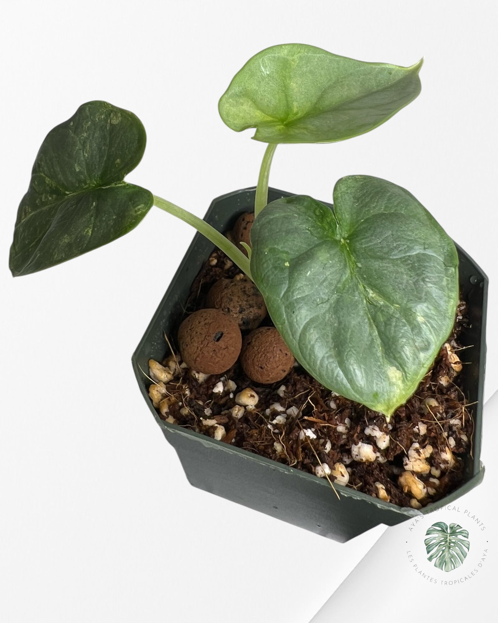 Alocasia Silver Dragon Variegated Aurea -WW