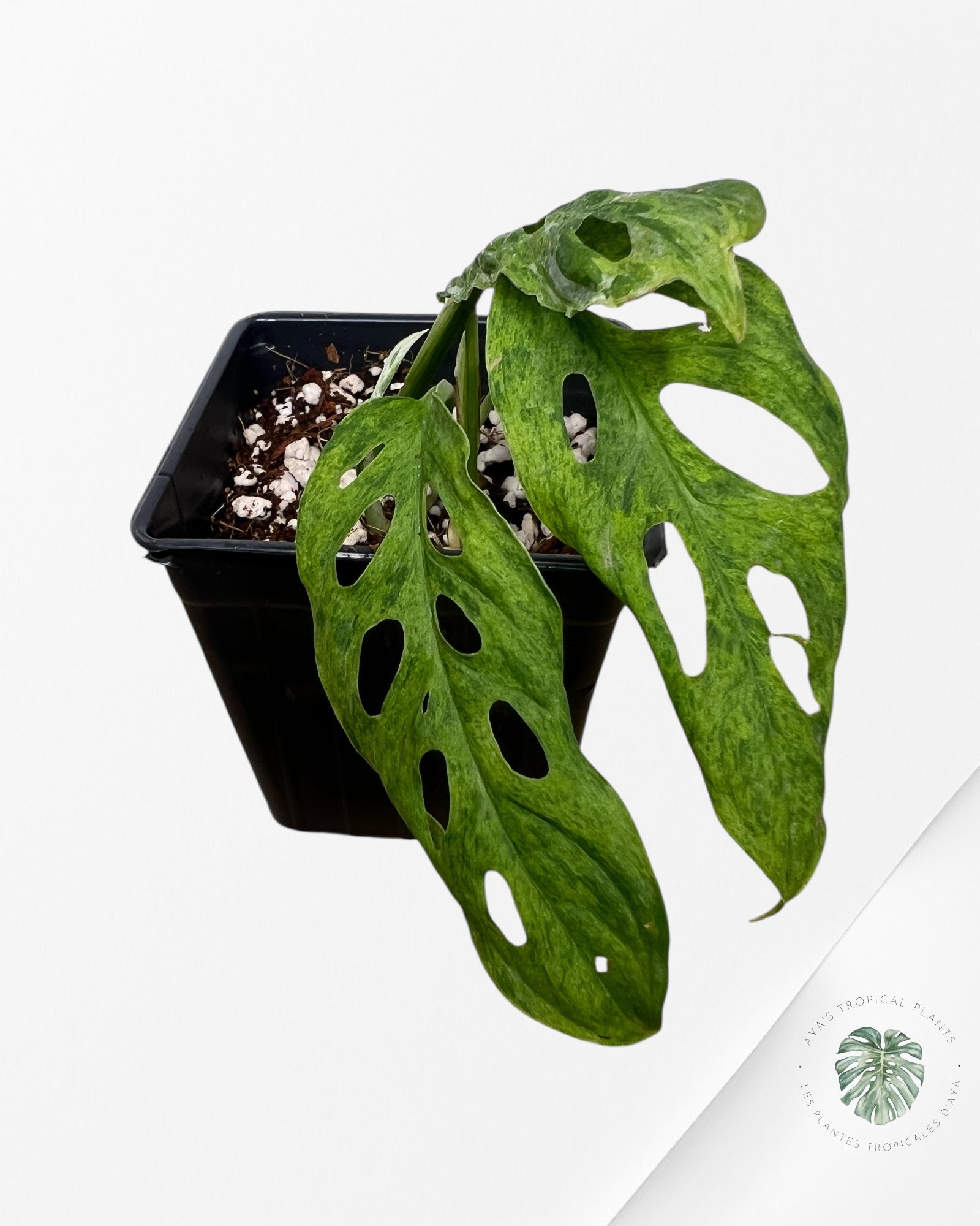 Monstera Frozen Freckle -LF3