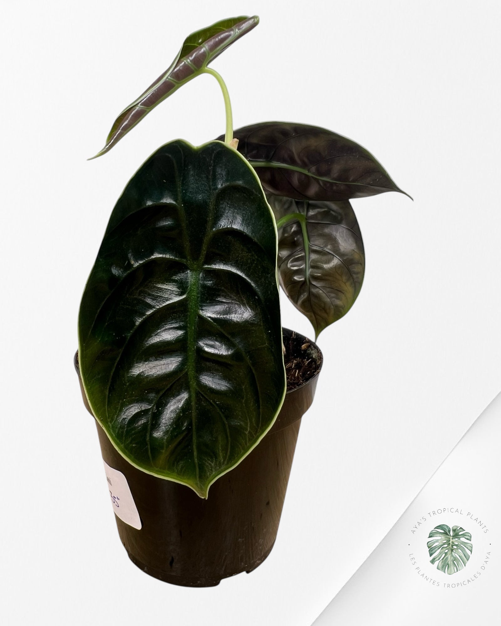 Alocasia azlanii - F3