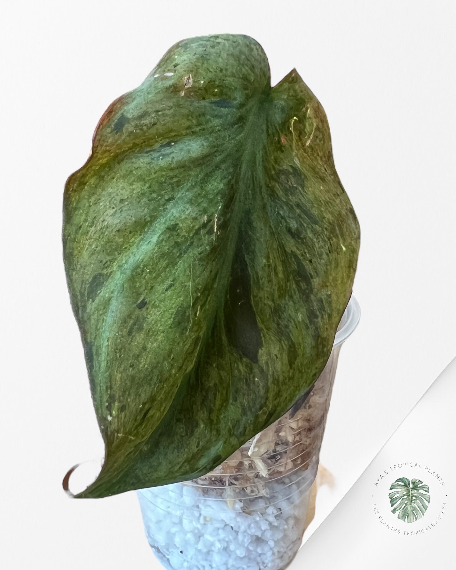 Philodendron Micans Mint -202401