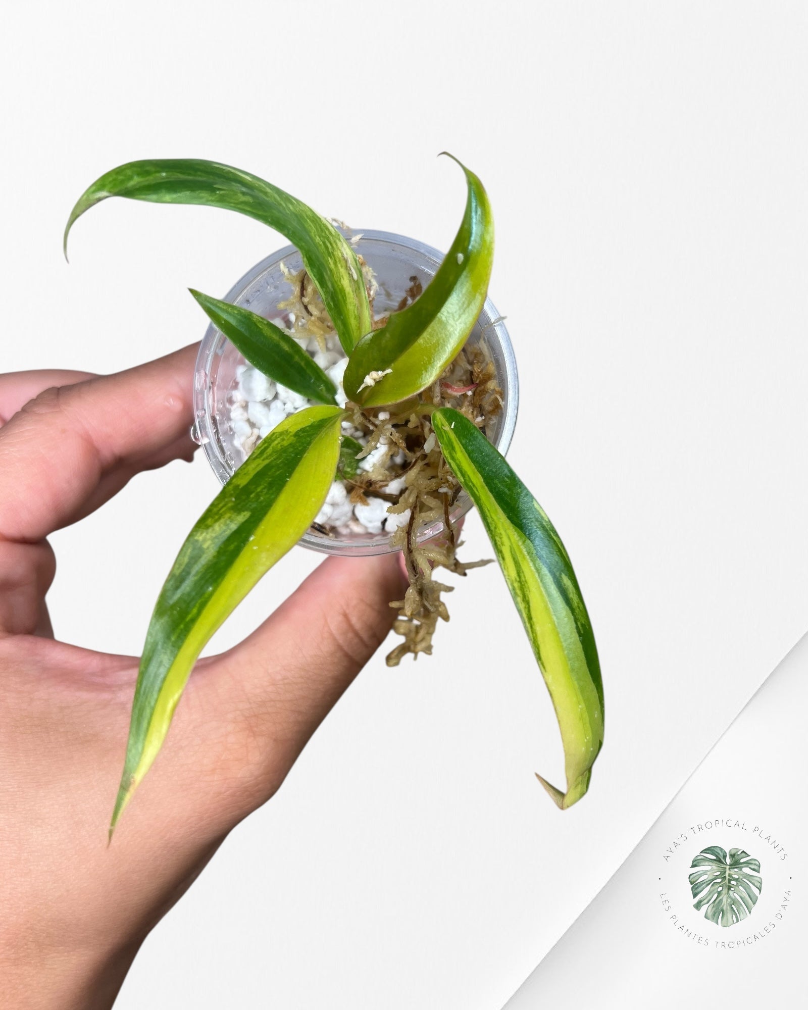 Philodendron Caramel Marble - TC10