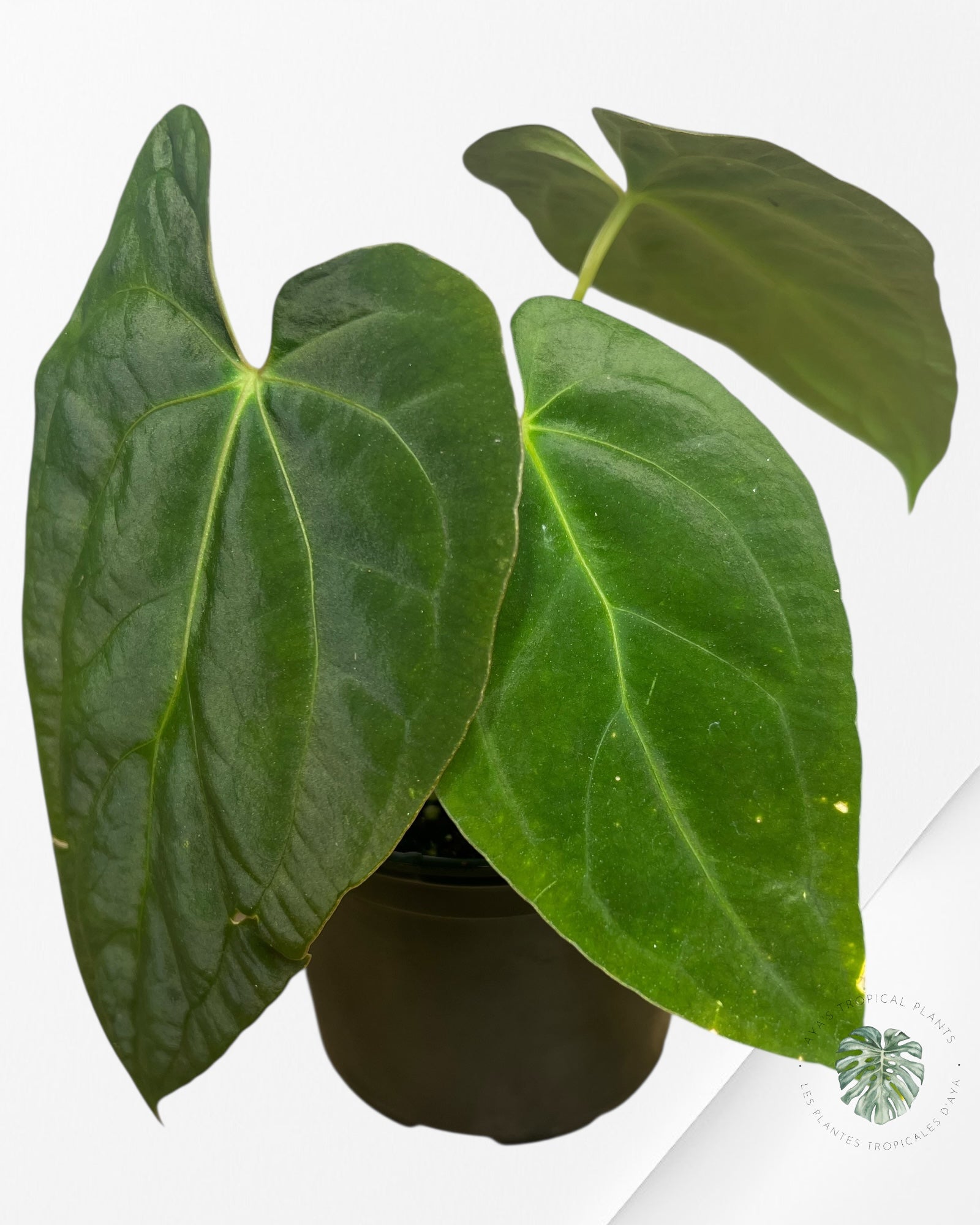 Anthurium 'Ace of Spades' x papillilaminum Fort Sherman'  - AF3
