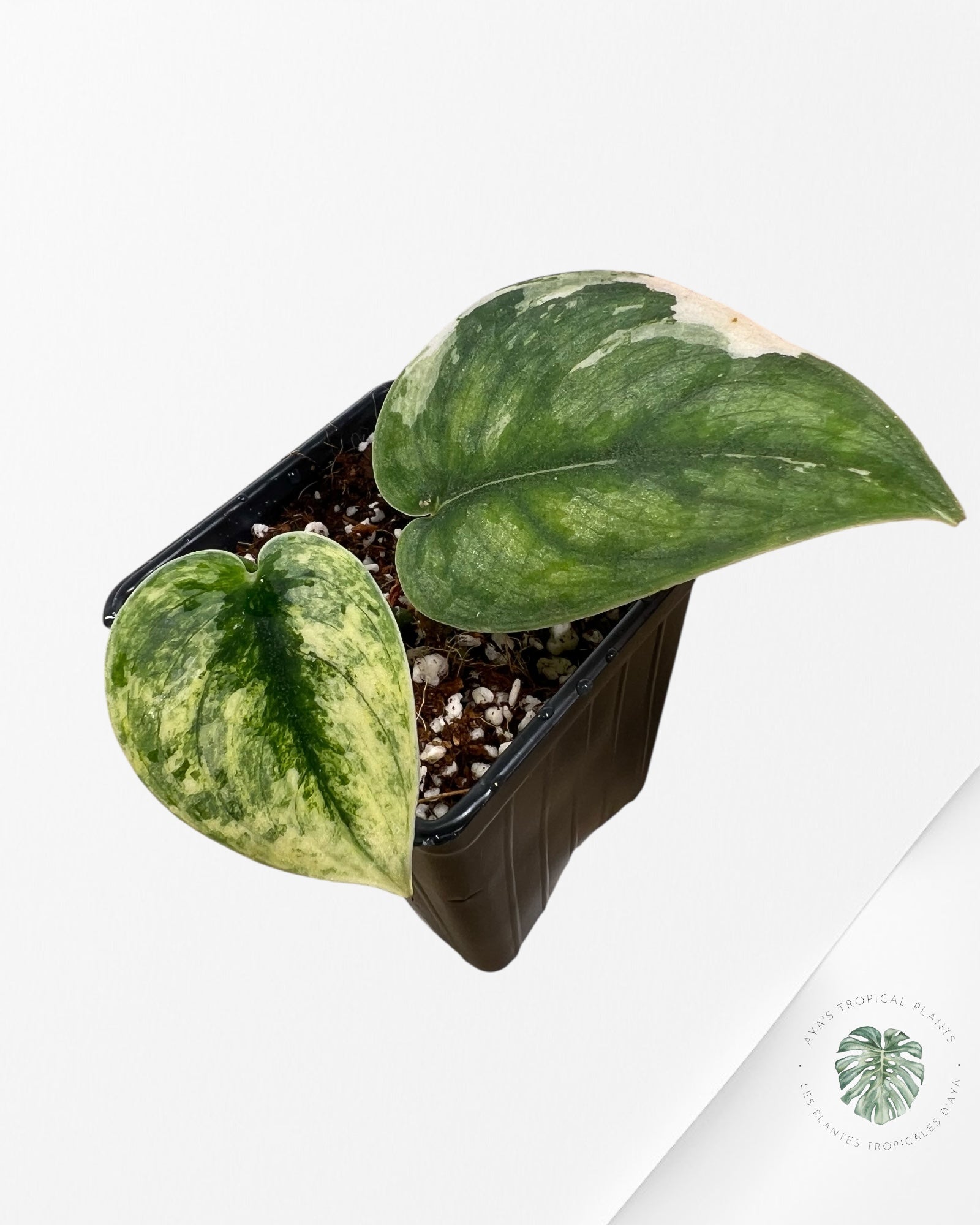 Scindapsus Sparklin Borneo - P100