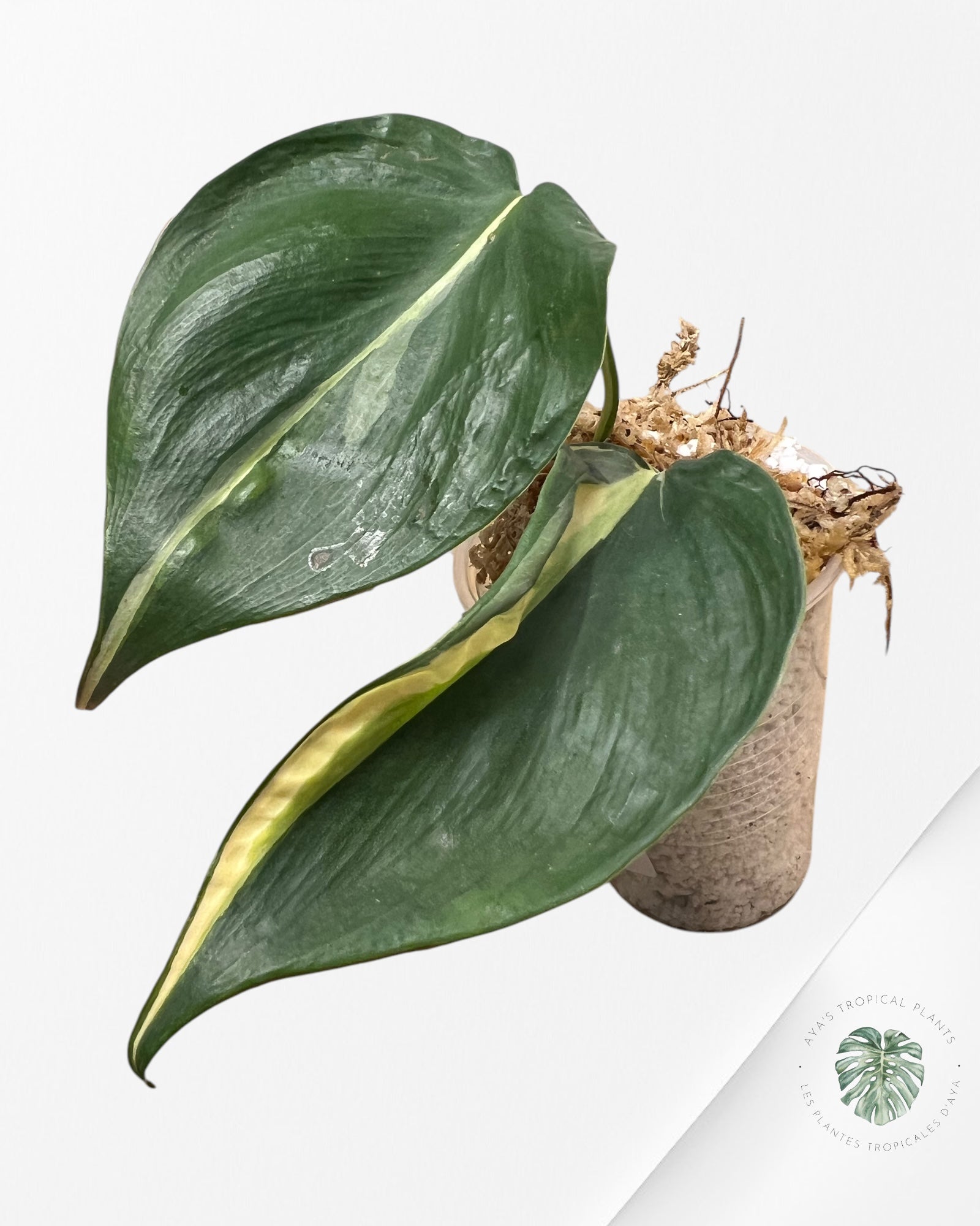 Philodendron Cream Splash - D