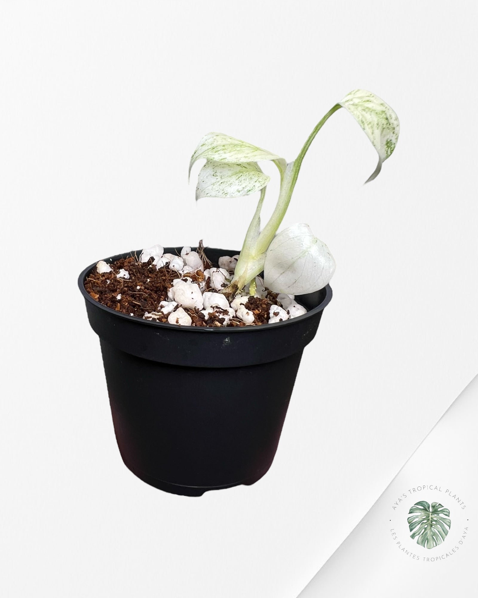 Monstera Full Mint - MFM1