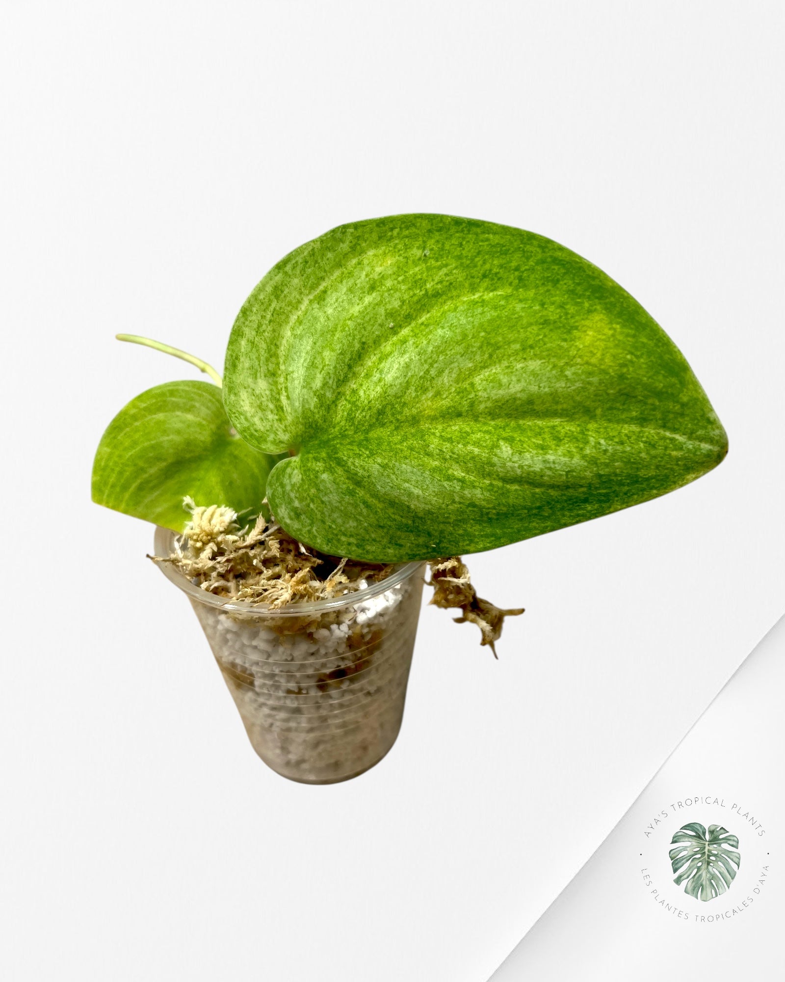 Scindapsus Lemon Lime - LL1