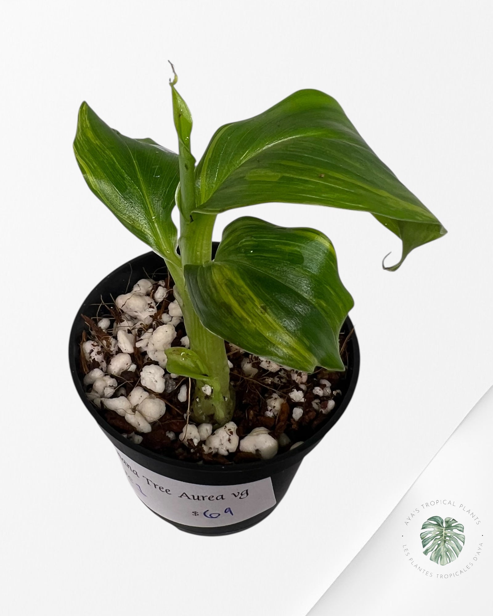 Banana Tree (Aurea) Variegated - TC1