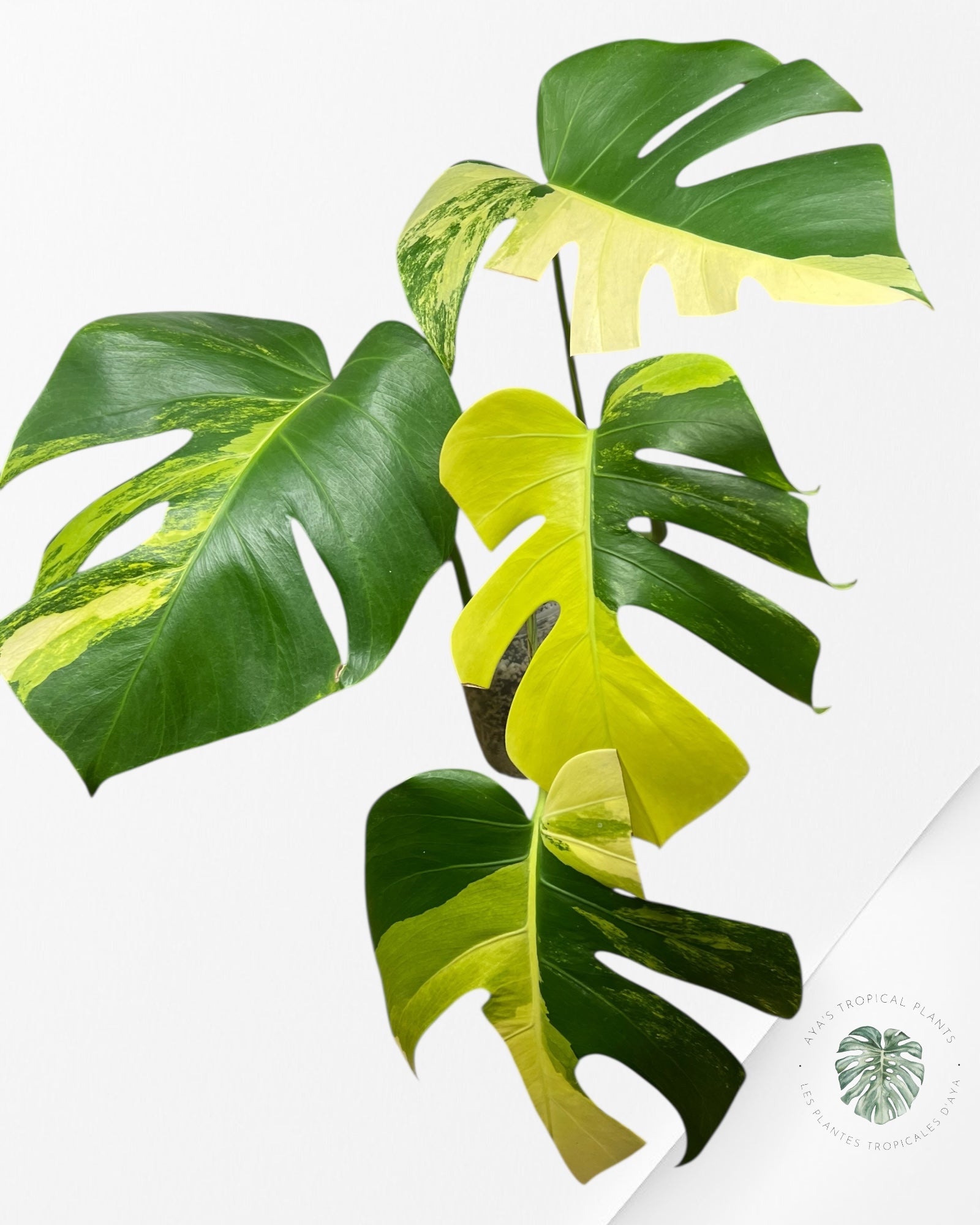 Monstera Aurea - CP4