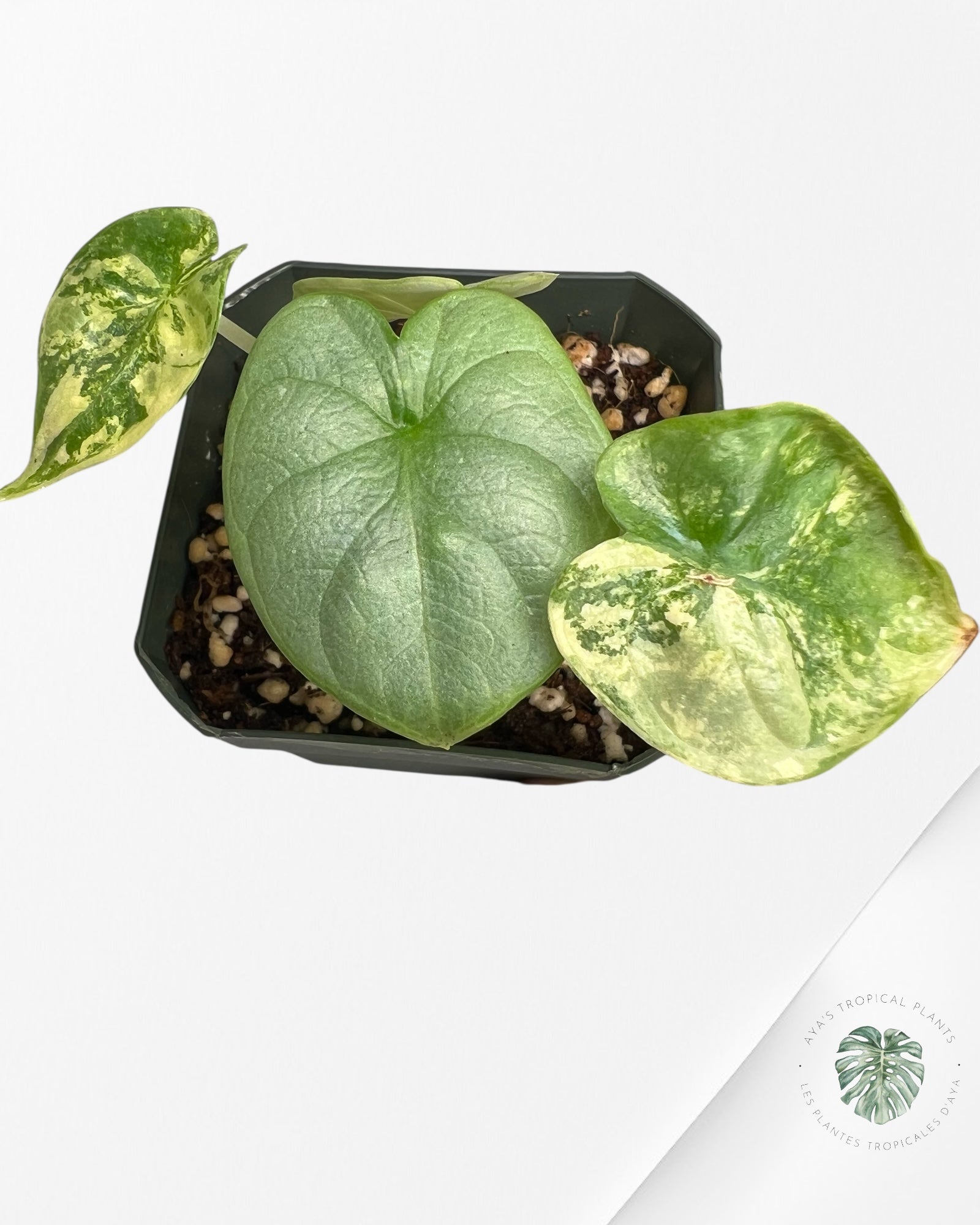 Alocasia Silver Dragon Variegated Aurea -AA